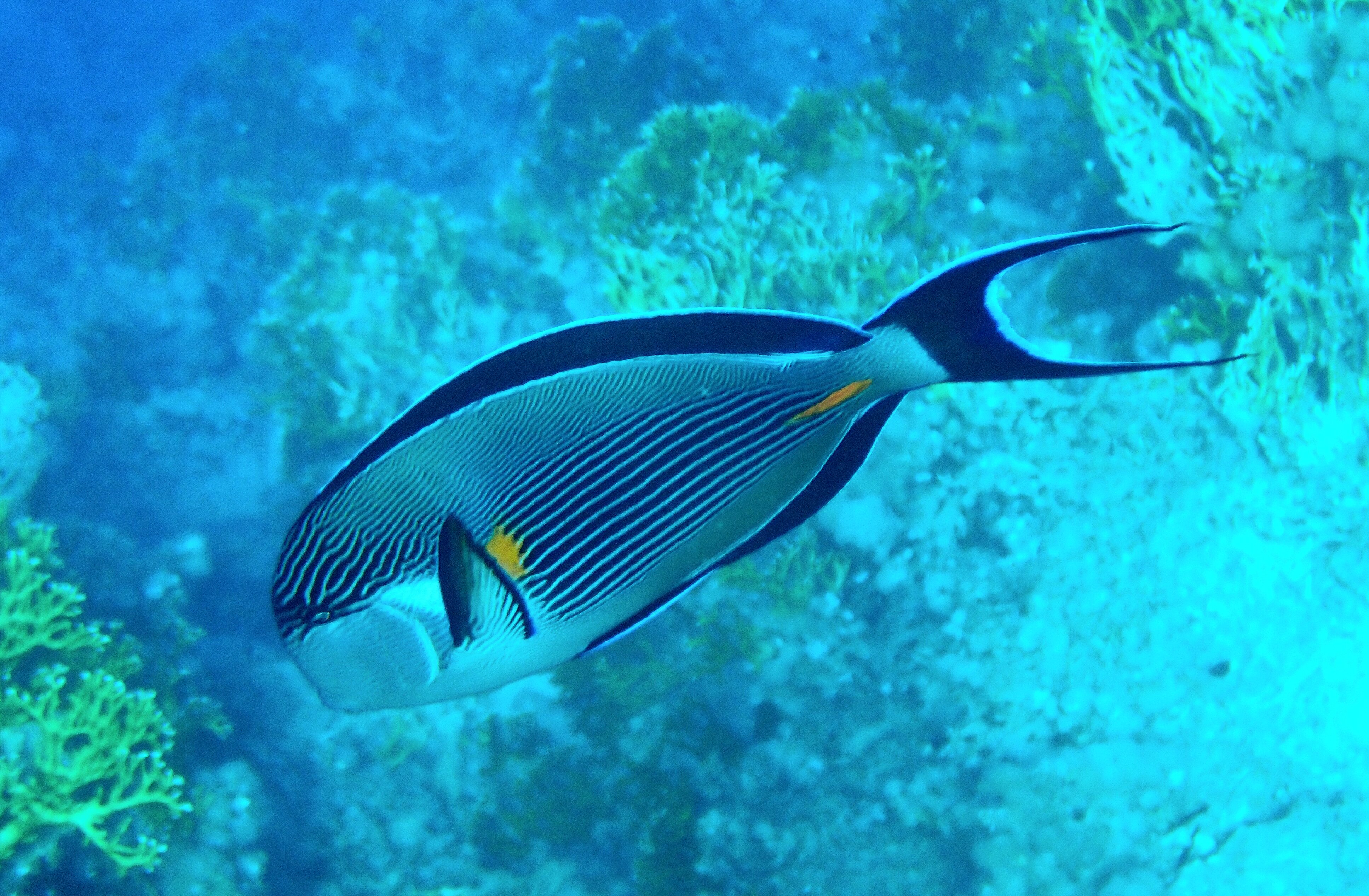 Фото Jaz Fanara Residence