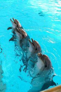 Naberezhnye Chelny Dolphinarium (Naberezhnye Chelny, posyolok GES, naberezhnaya Gabdully Tukaya, 12), dolphinarium