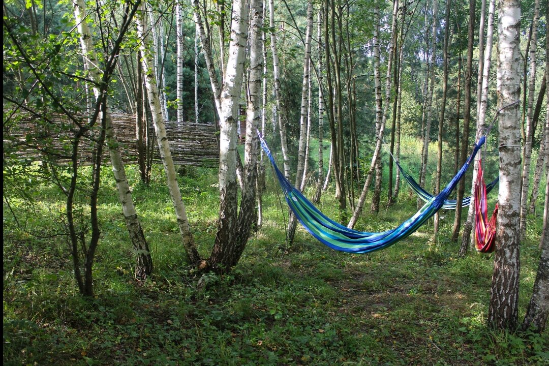 Фото Хвойный парк