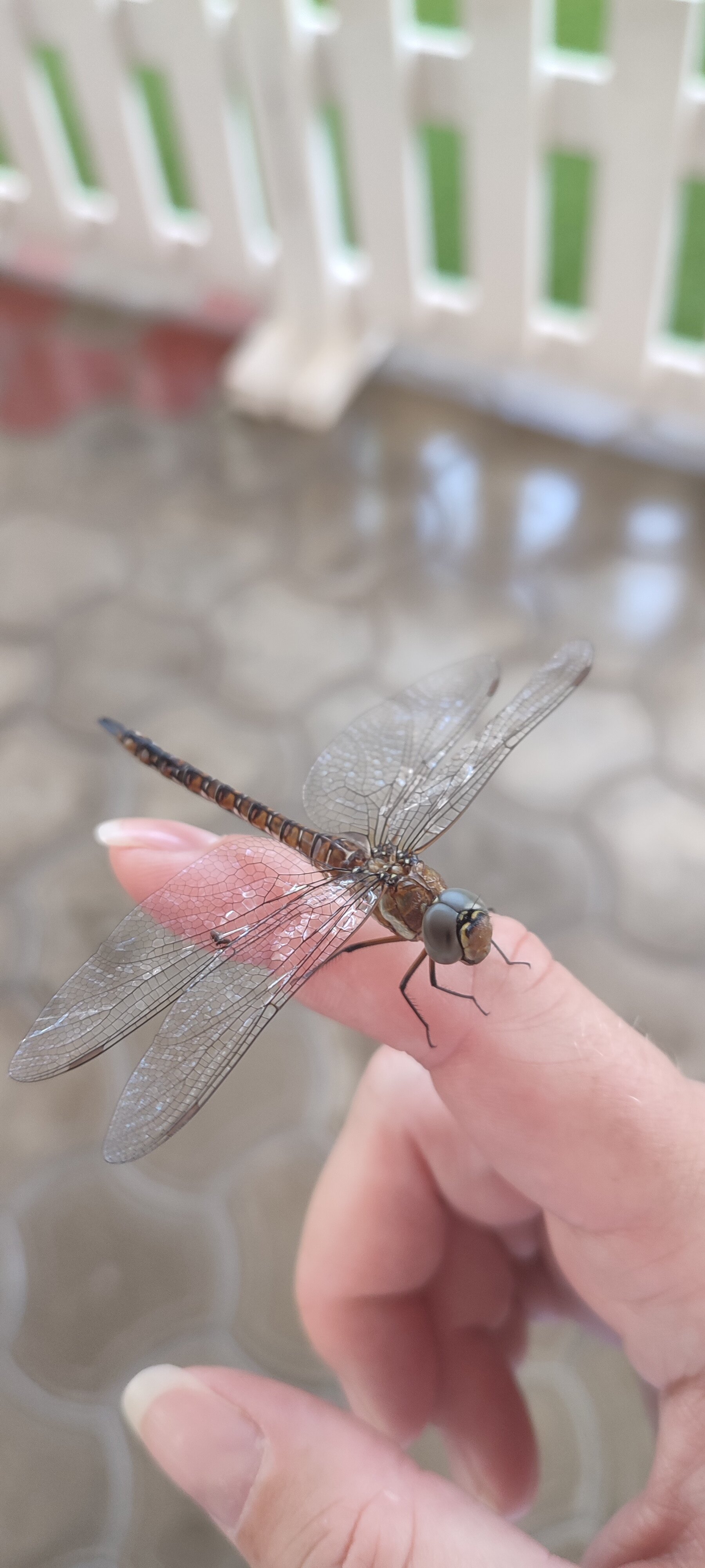 Фото Венера-1