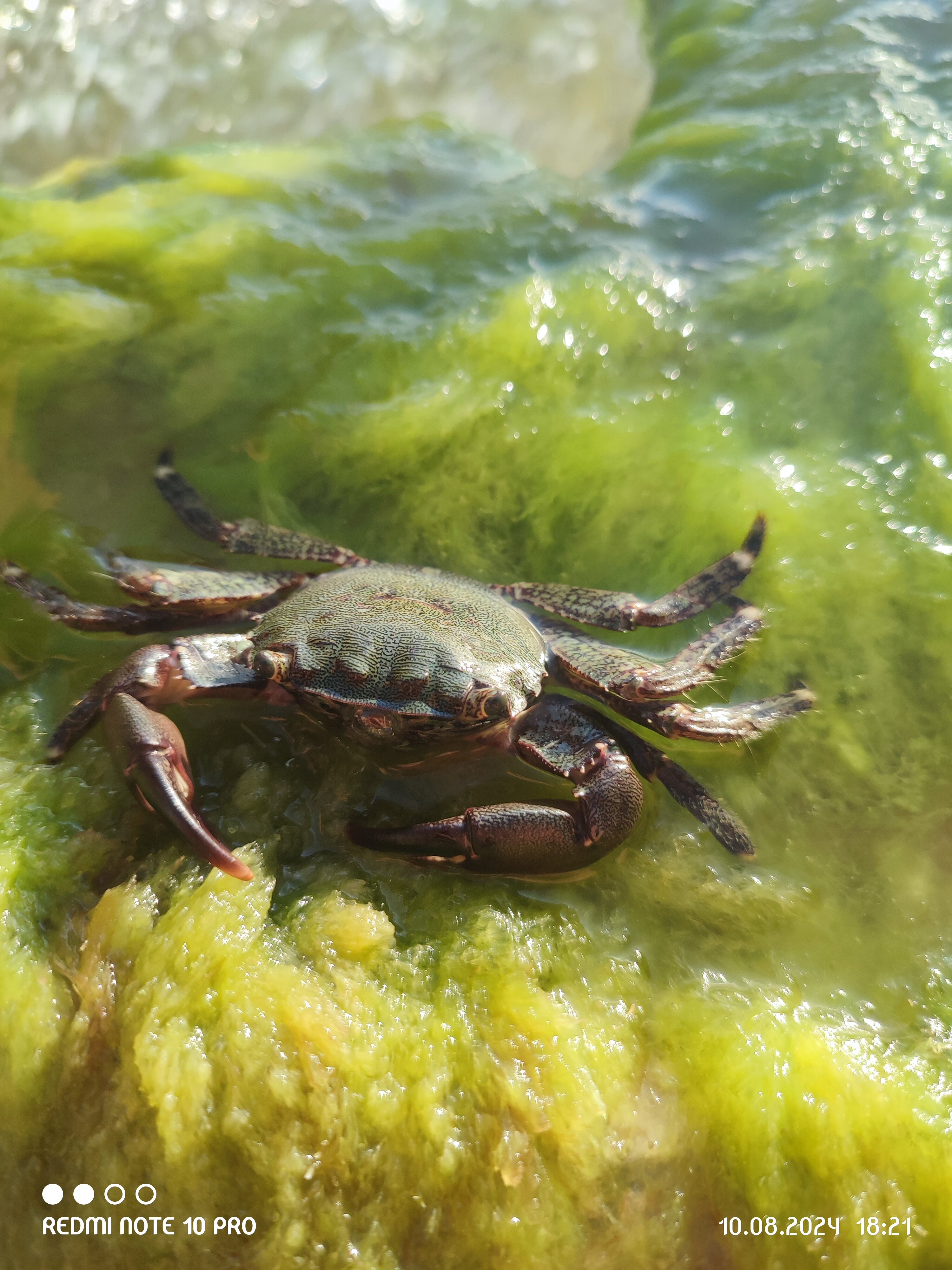 Фото Сосновка