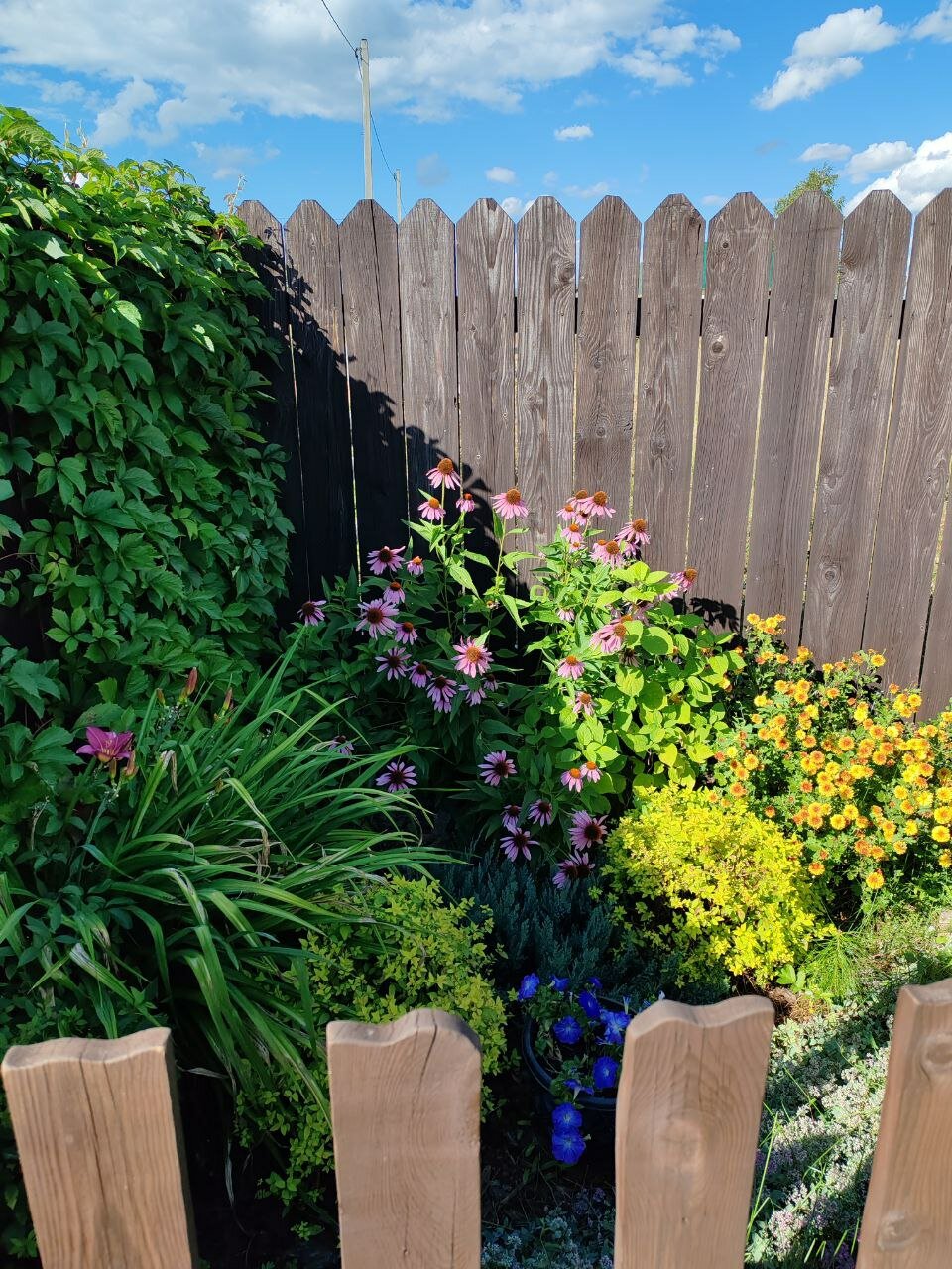 Фото Медная Сова