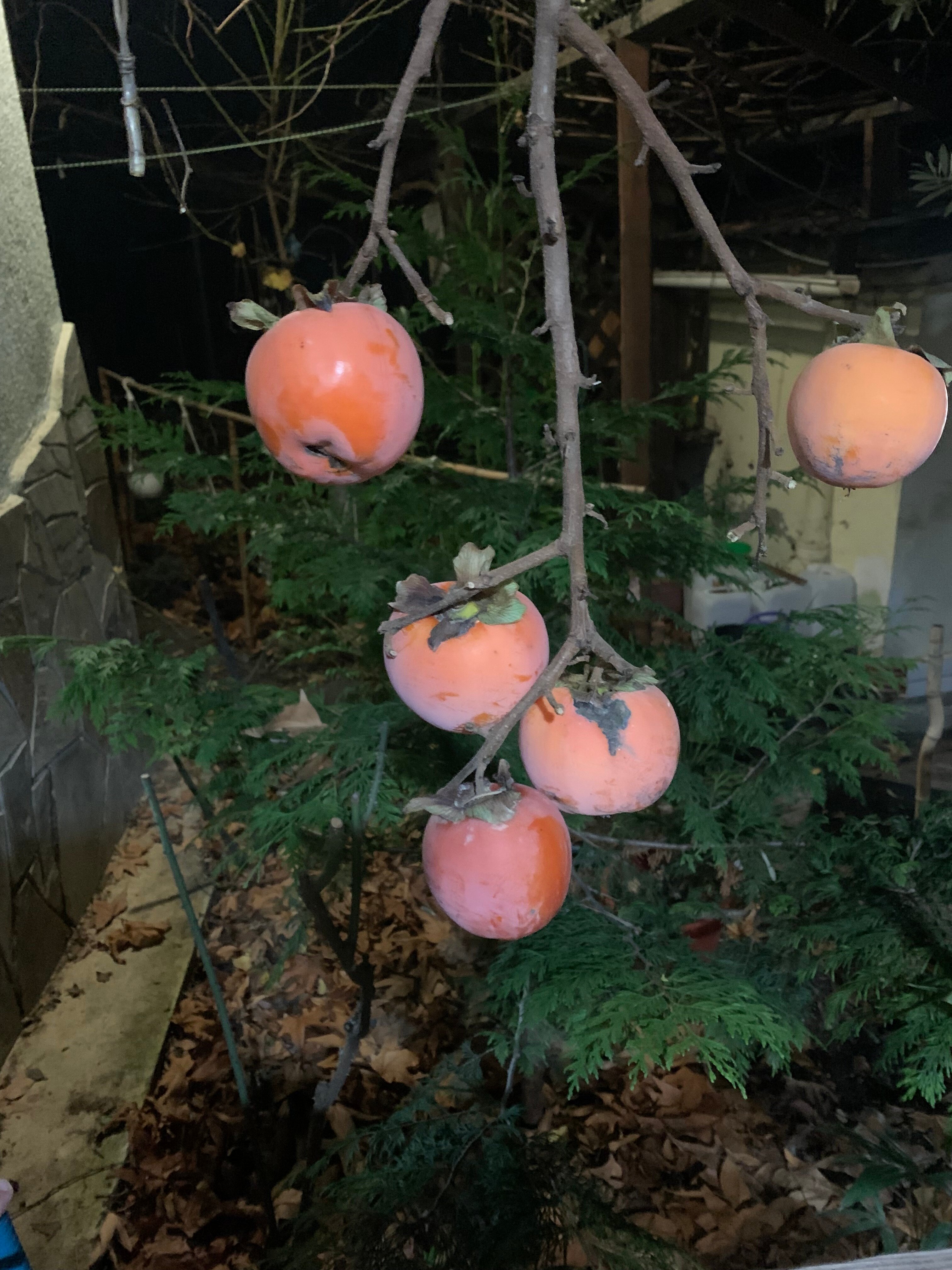 Фото Дом для отдыха