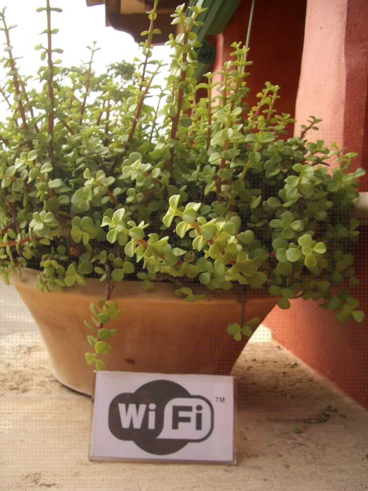 Фото Agroturismo sa Rota den Palerm