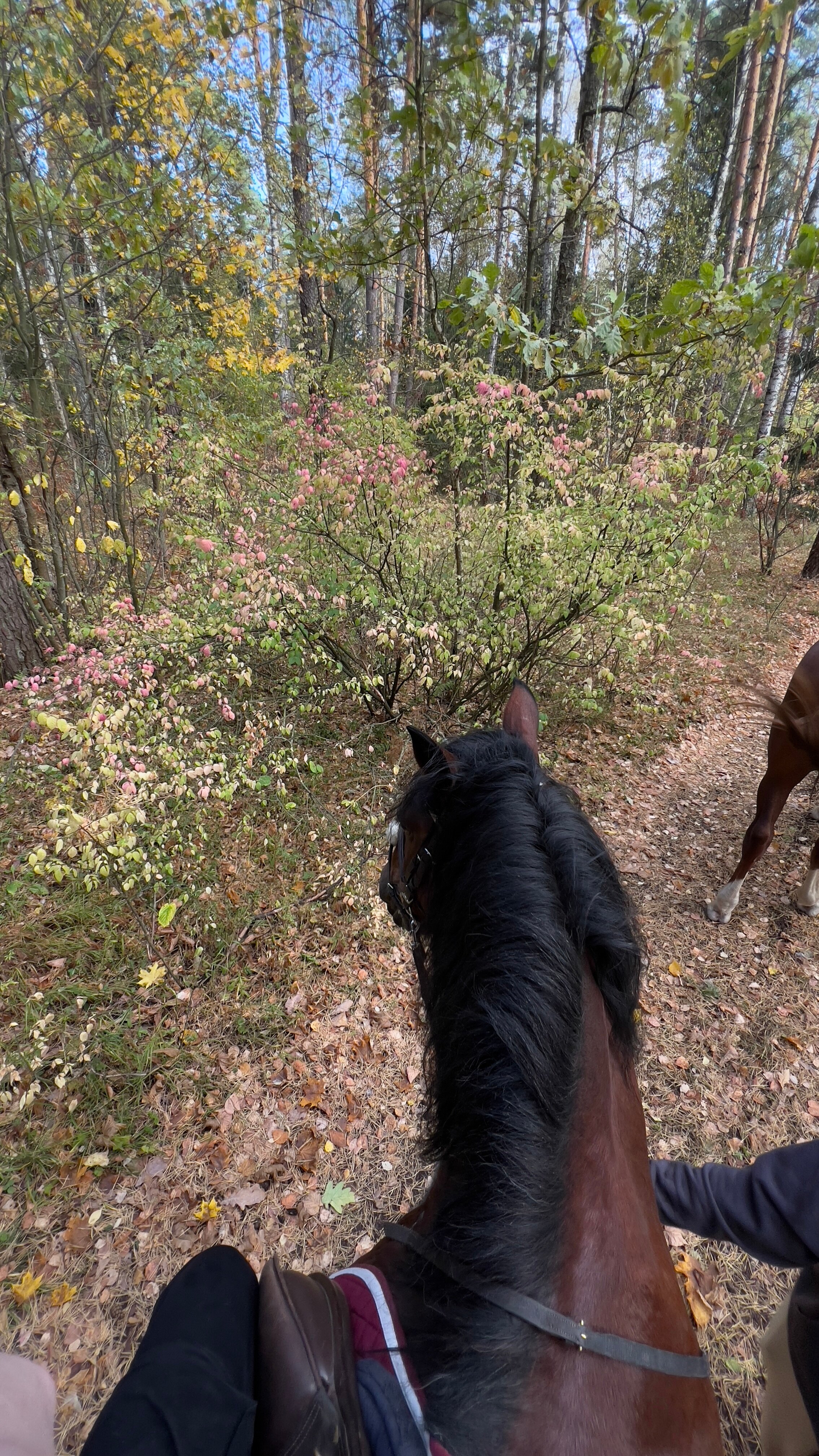 Фото Козы да Березы