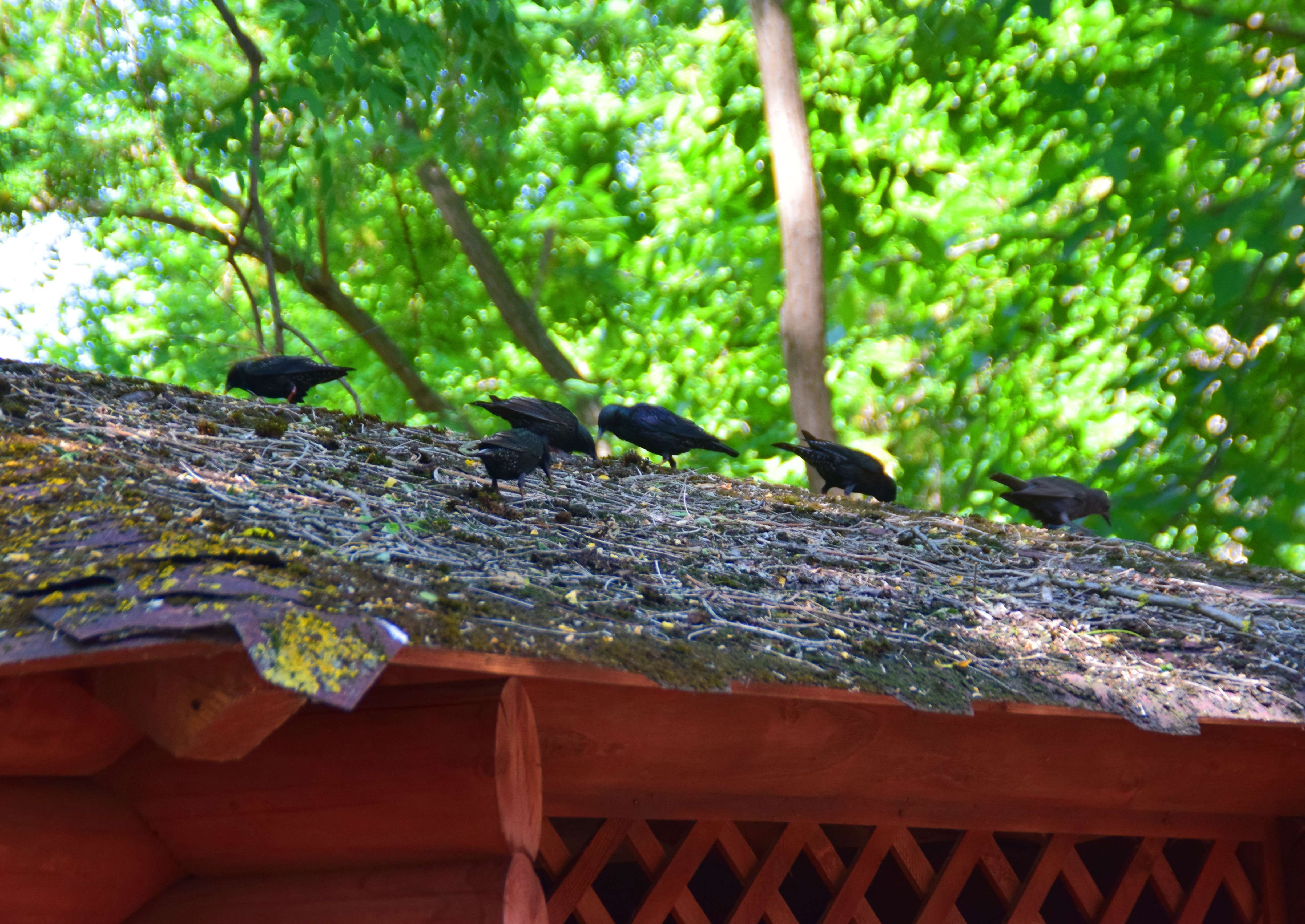 Фото Южный дворик