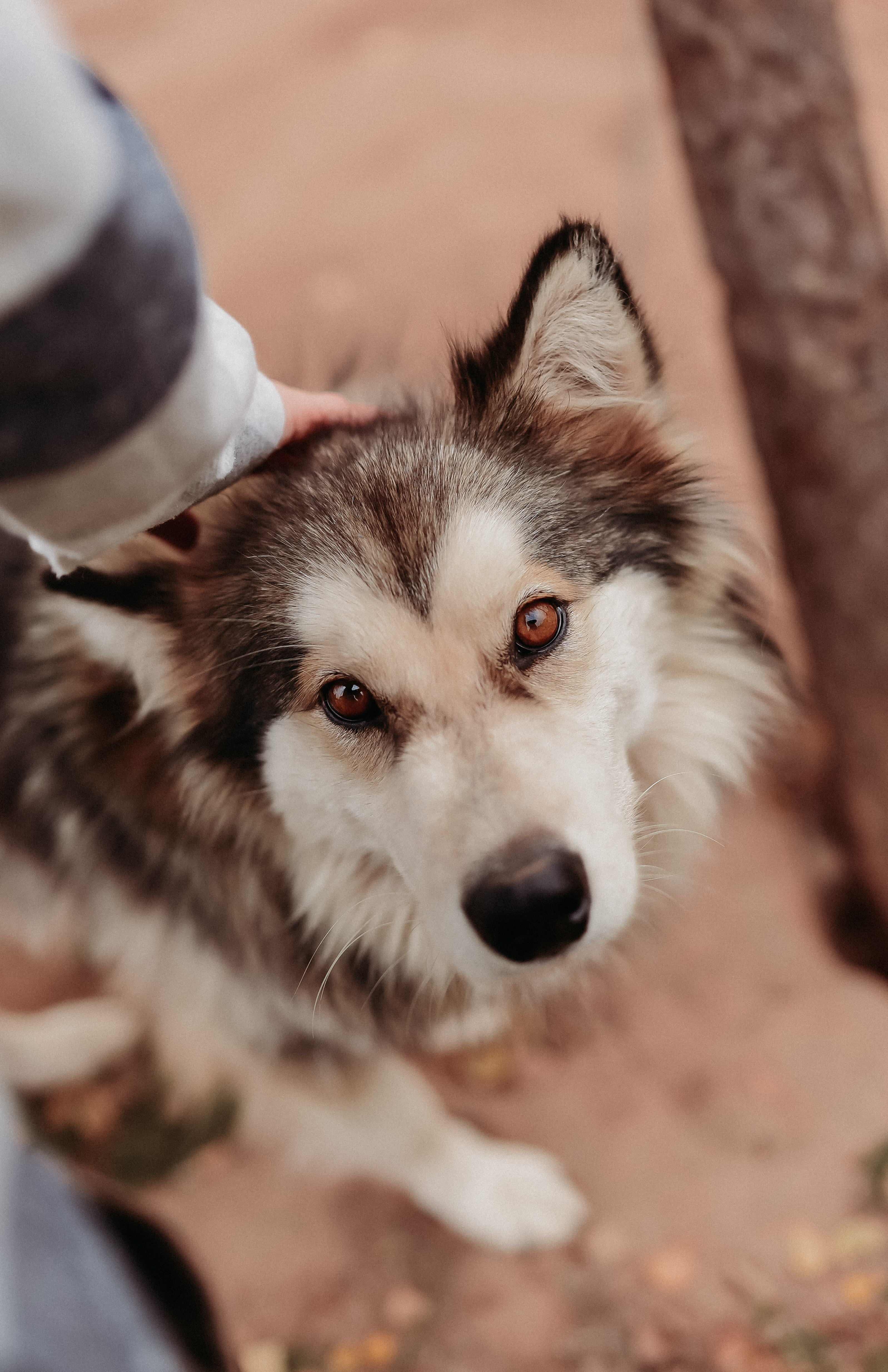 Фото Хозяин леса