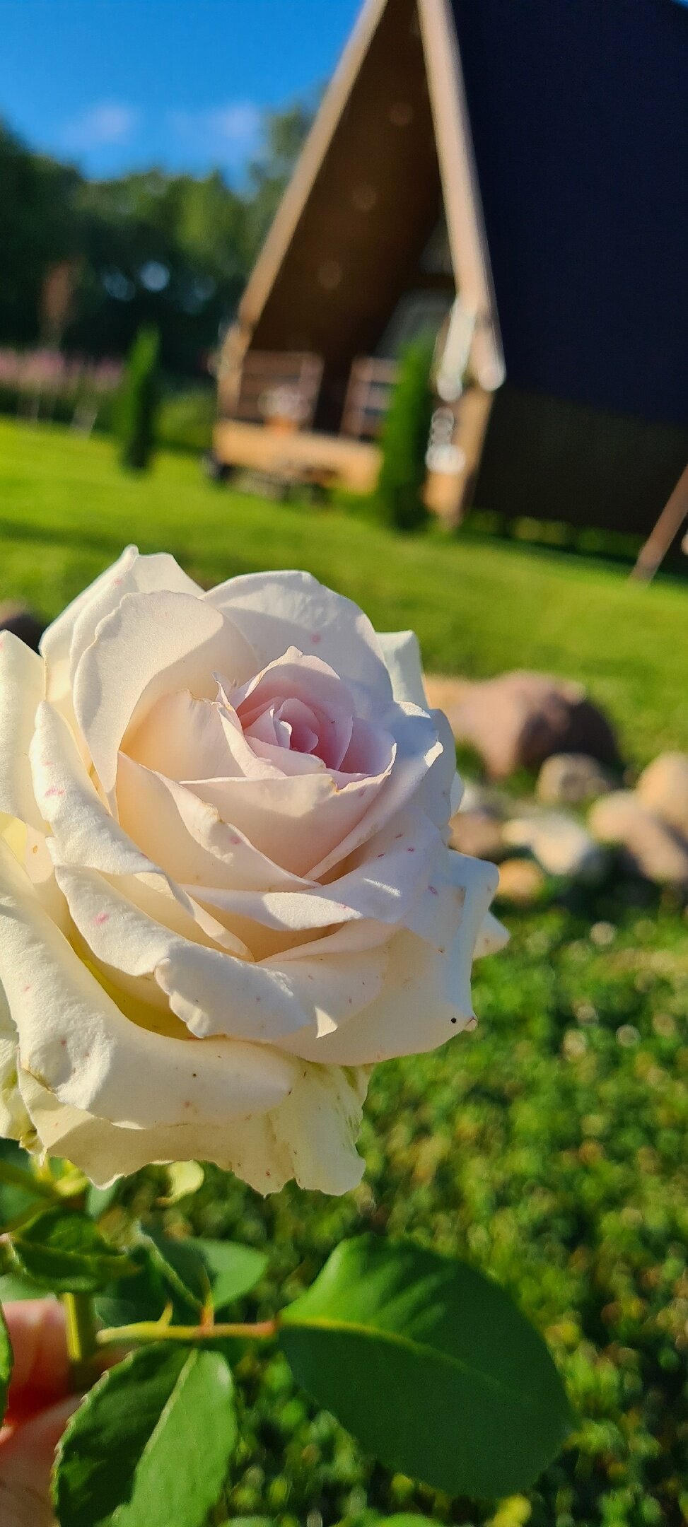 Фото Волшебный лес