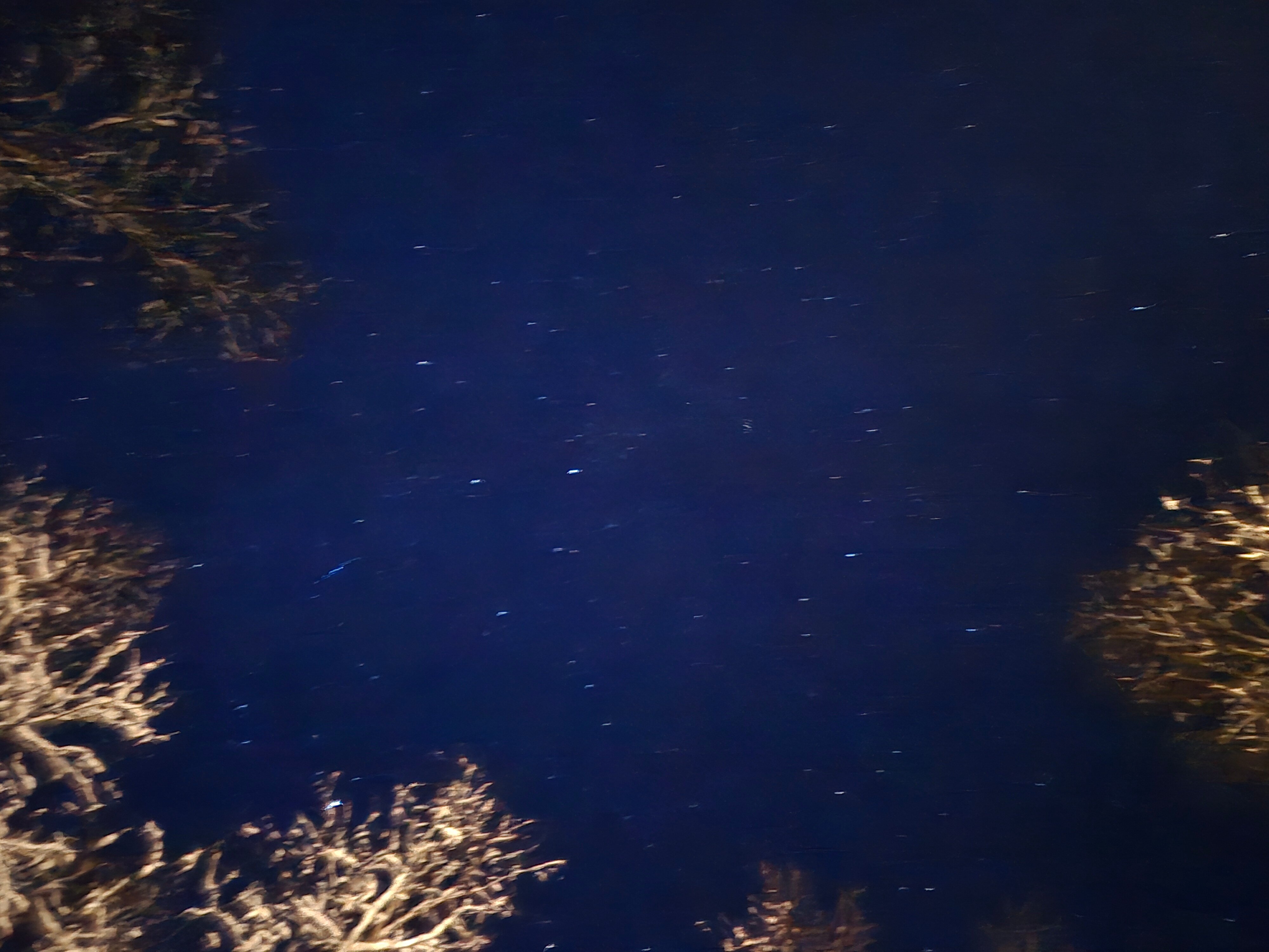 Фото Бурундуки