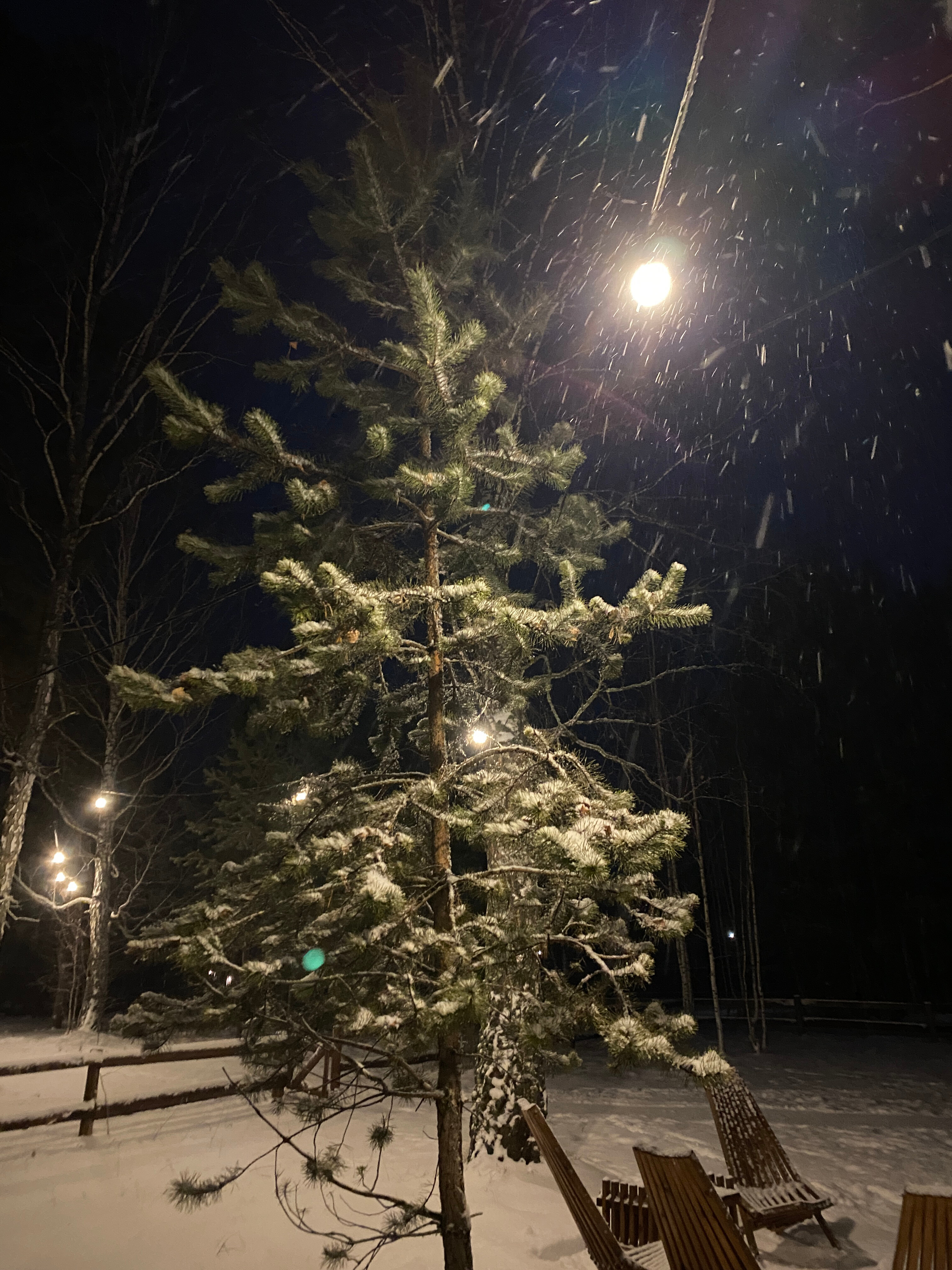 Фото Ветер в соснах
