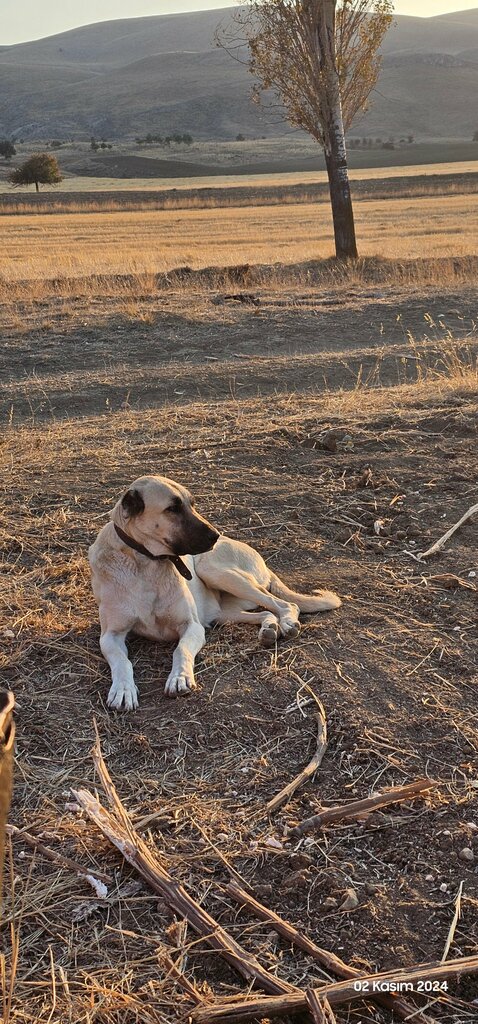 Mosque A Catkara Mez. Mosque, Gurun, photo