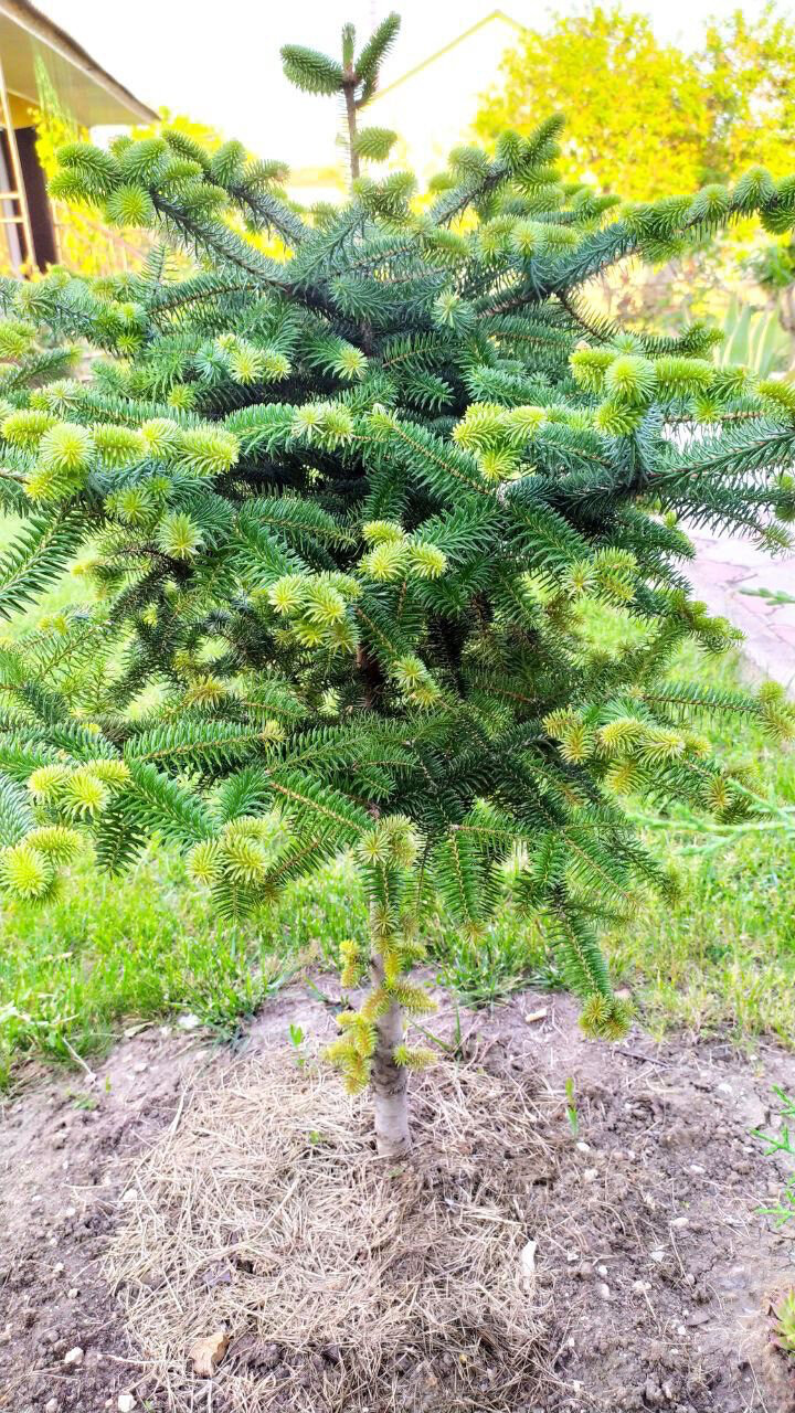 Фото Вилла Гармония