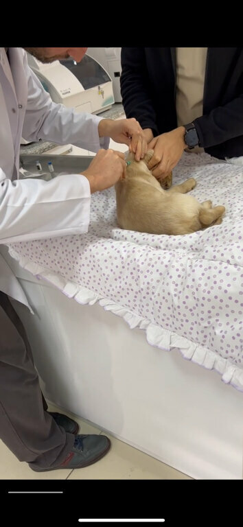 Veterinary clinic Fox Veteriner Kliniği, Alanya, photo