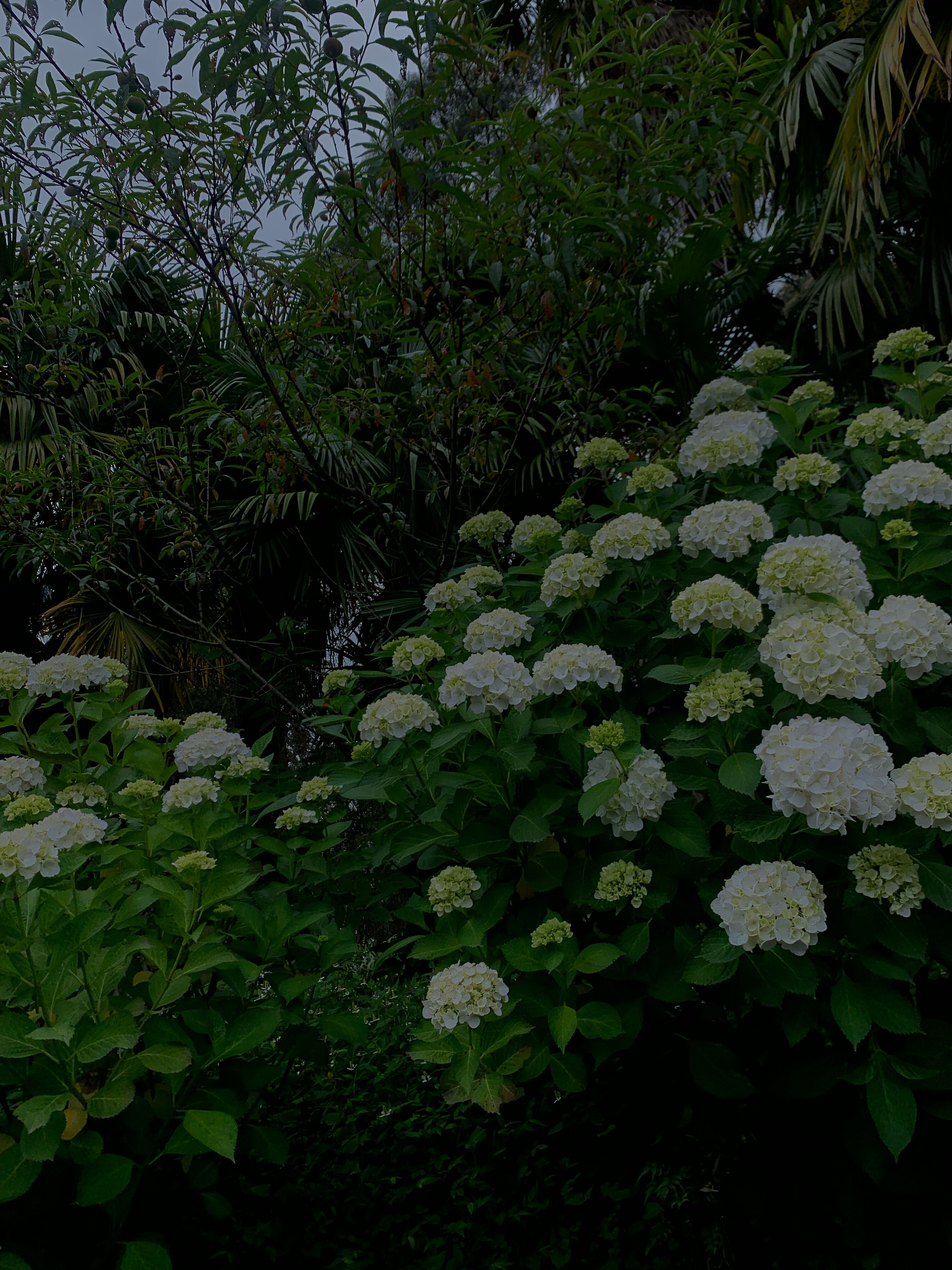 Фото SV Hotel Batumi