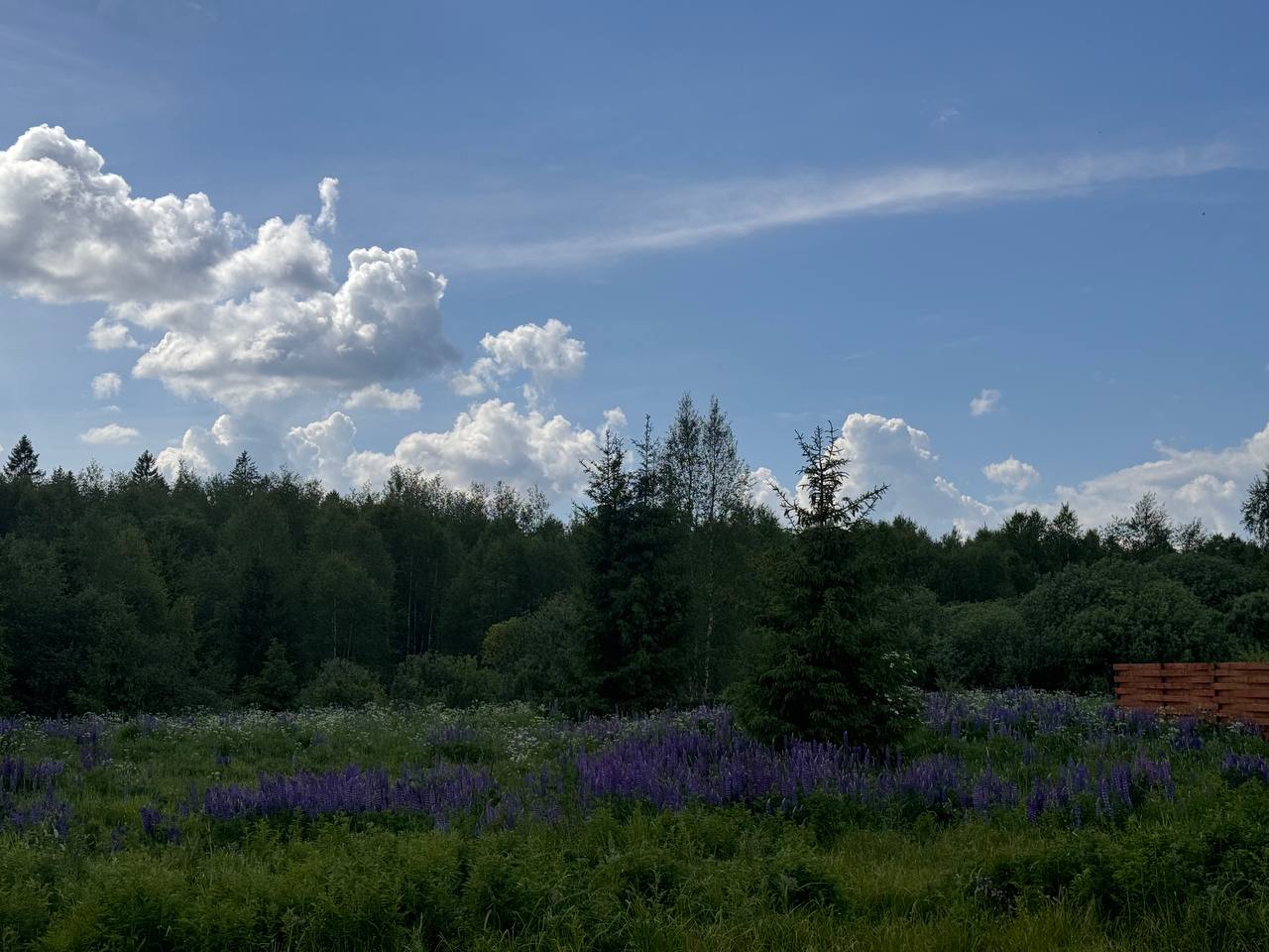 Фото Барские поля