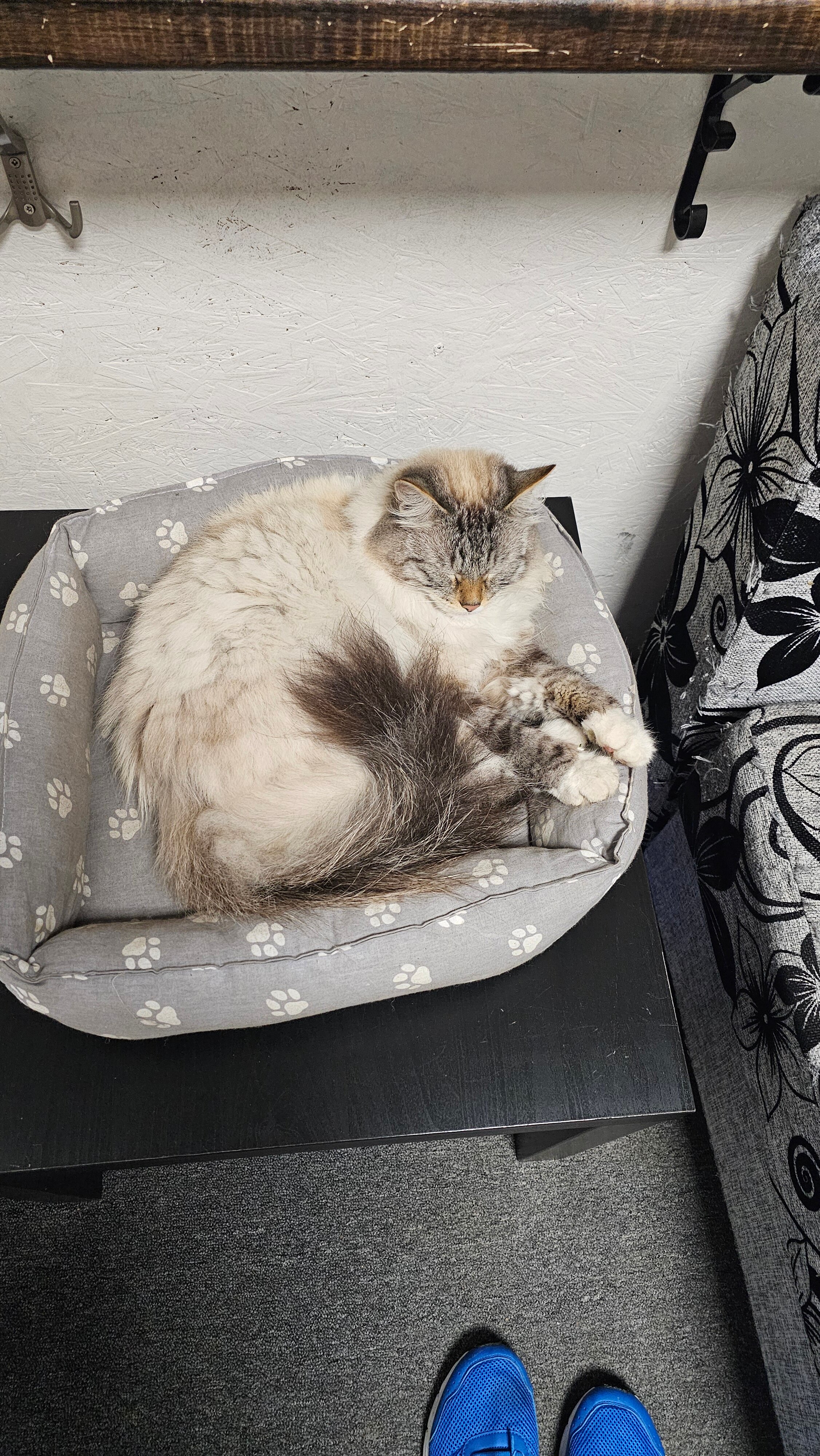 Фото Толстый кот