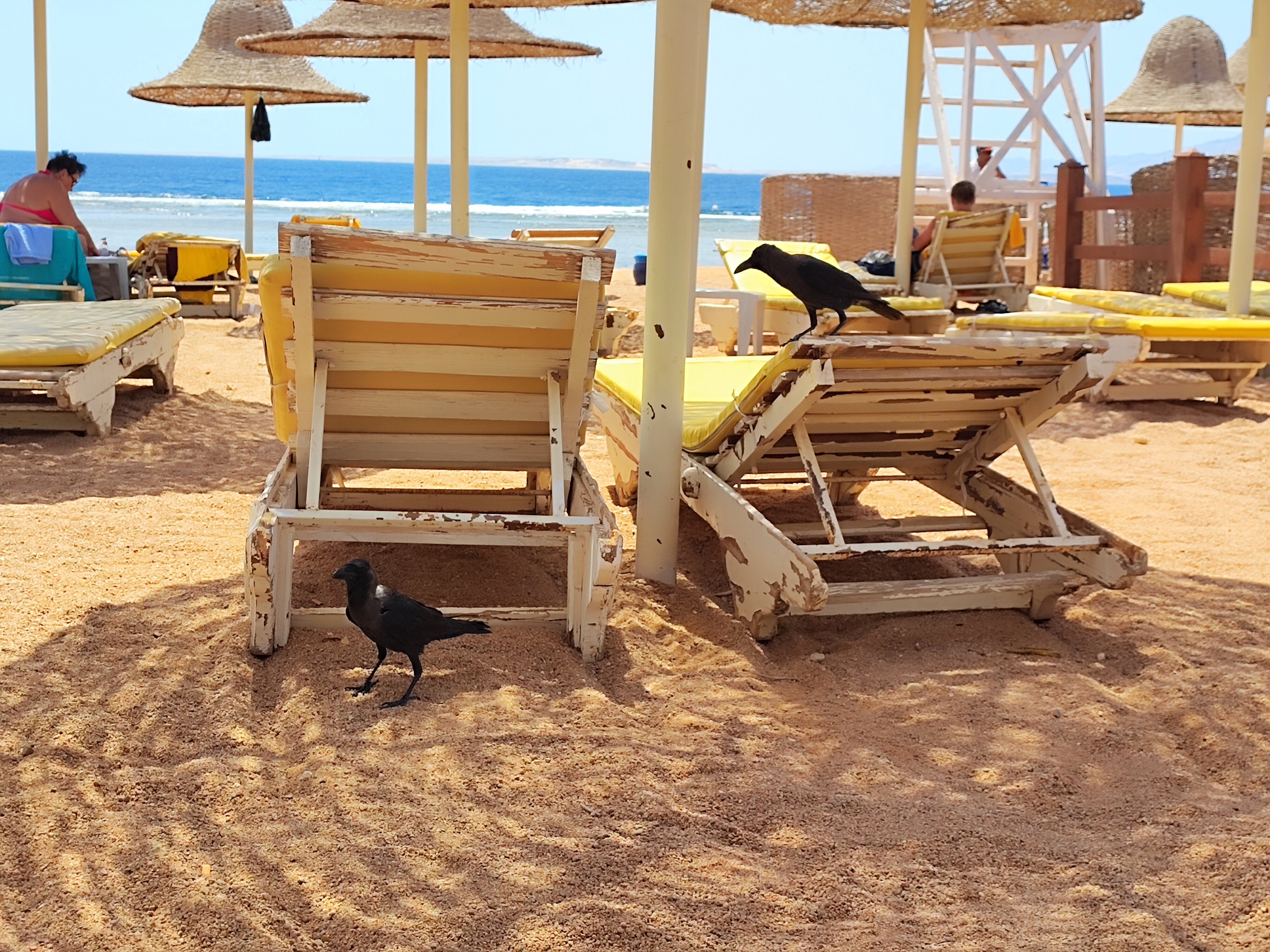 Фото Parrotel Aqua Park Resort