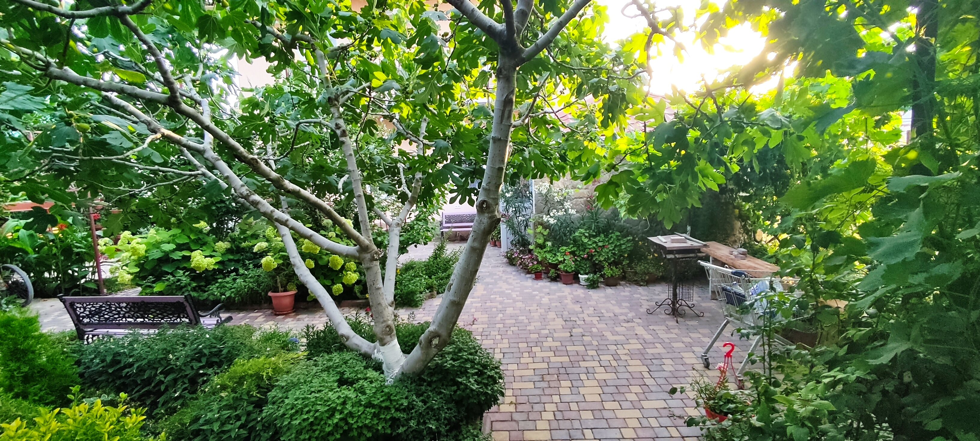 Фото Ассоль Судак