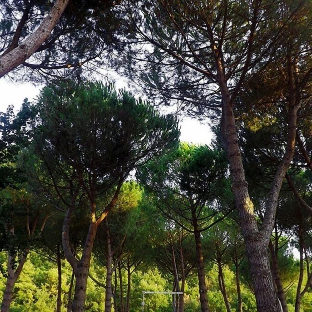 Фото Camping Amalasunta