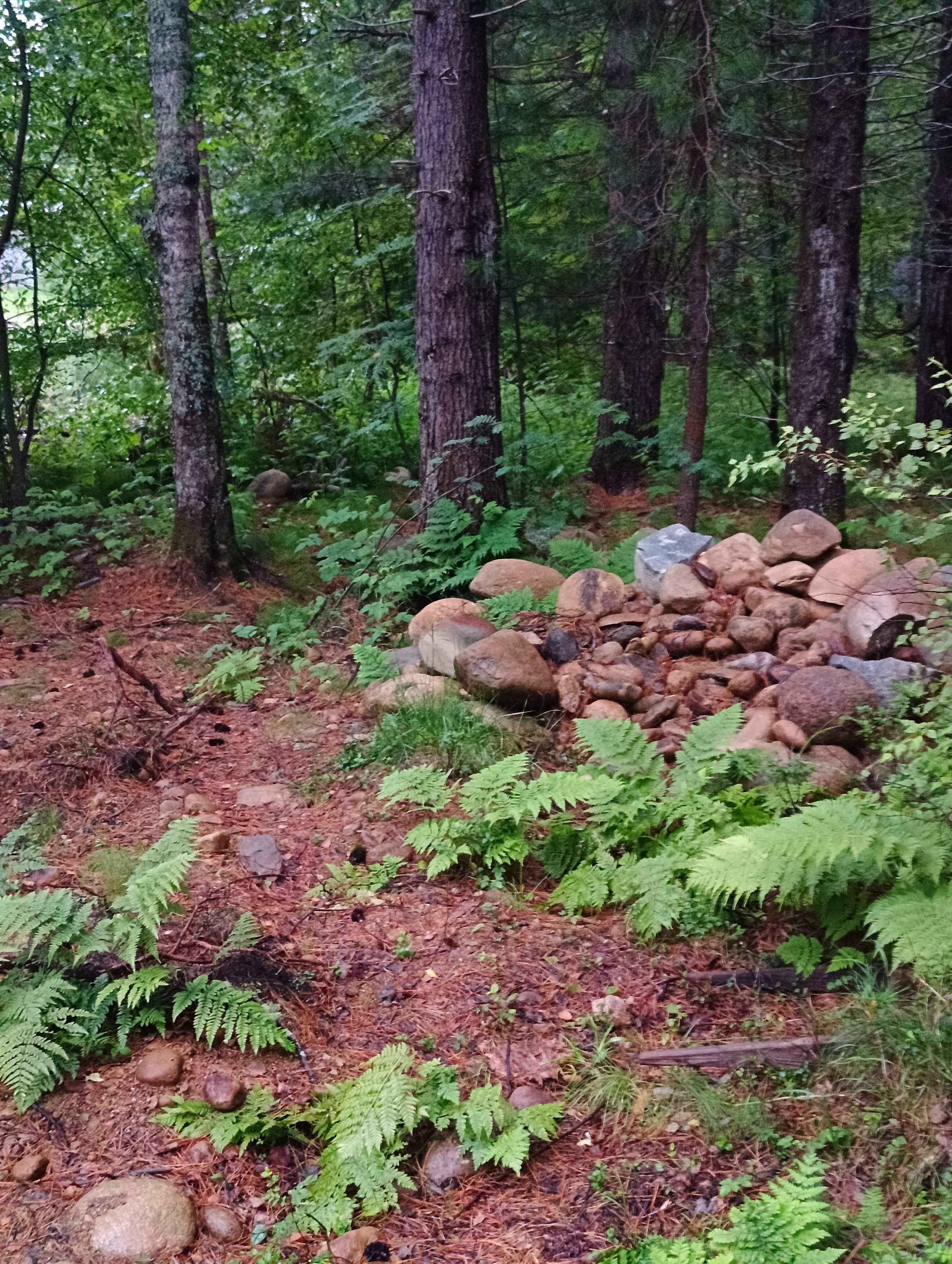 Фото Тэнгис