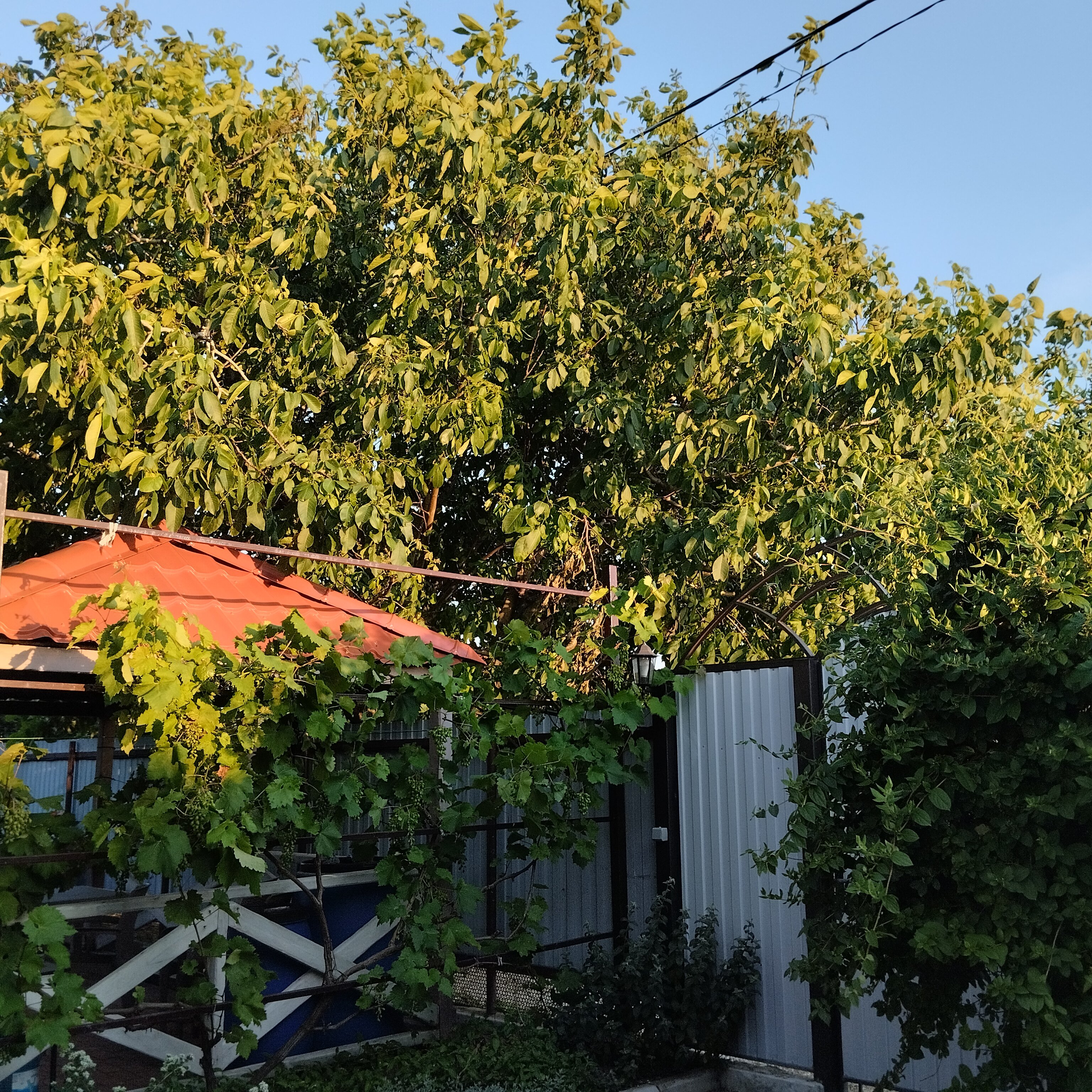 Фото 38 Попугаев