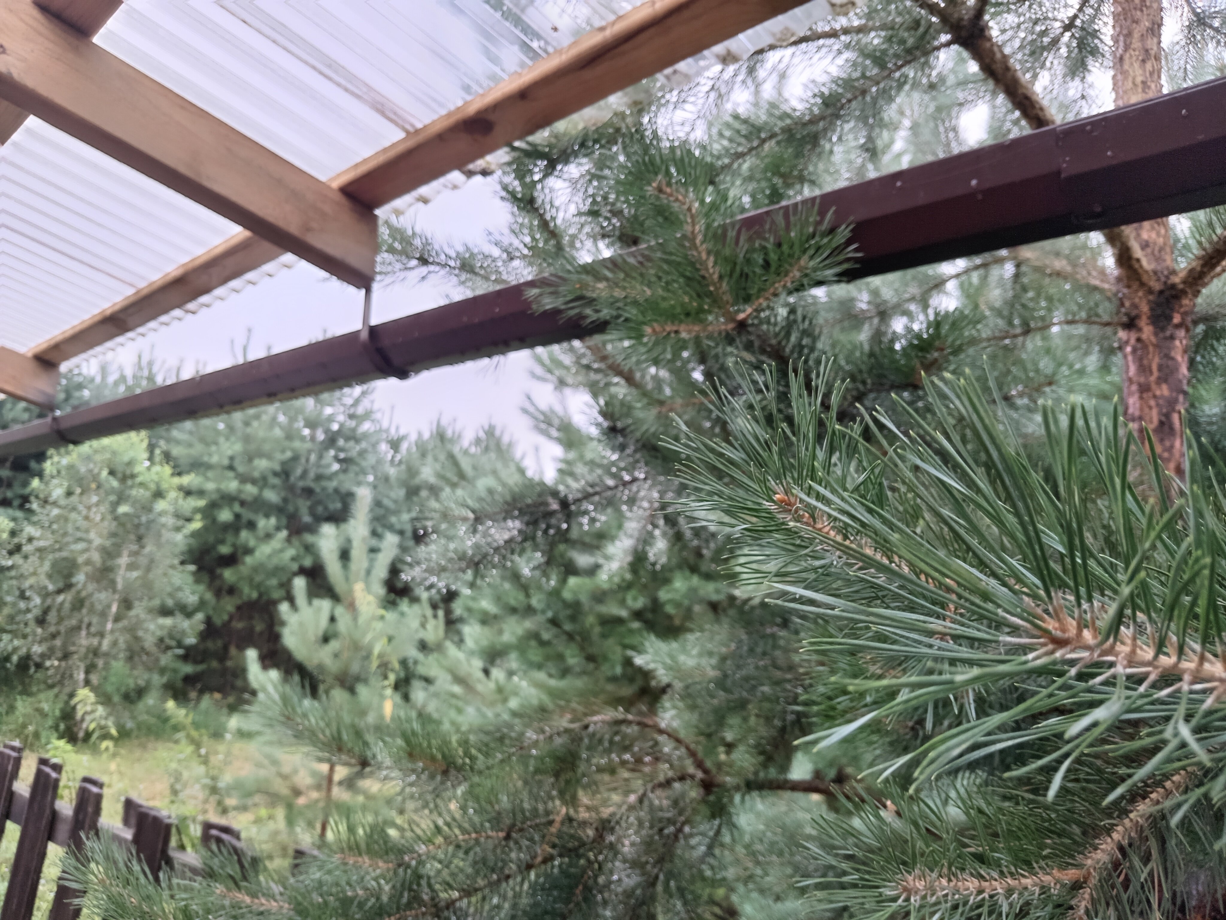 Фото Баюта Алтай