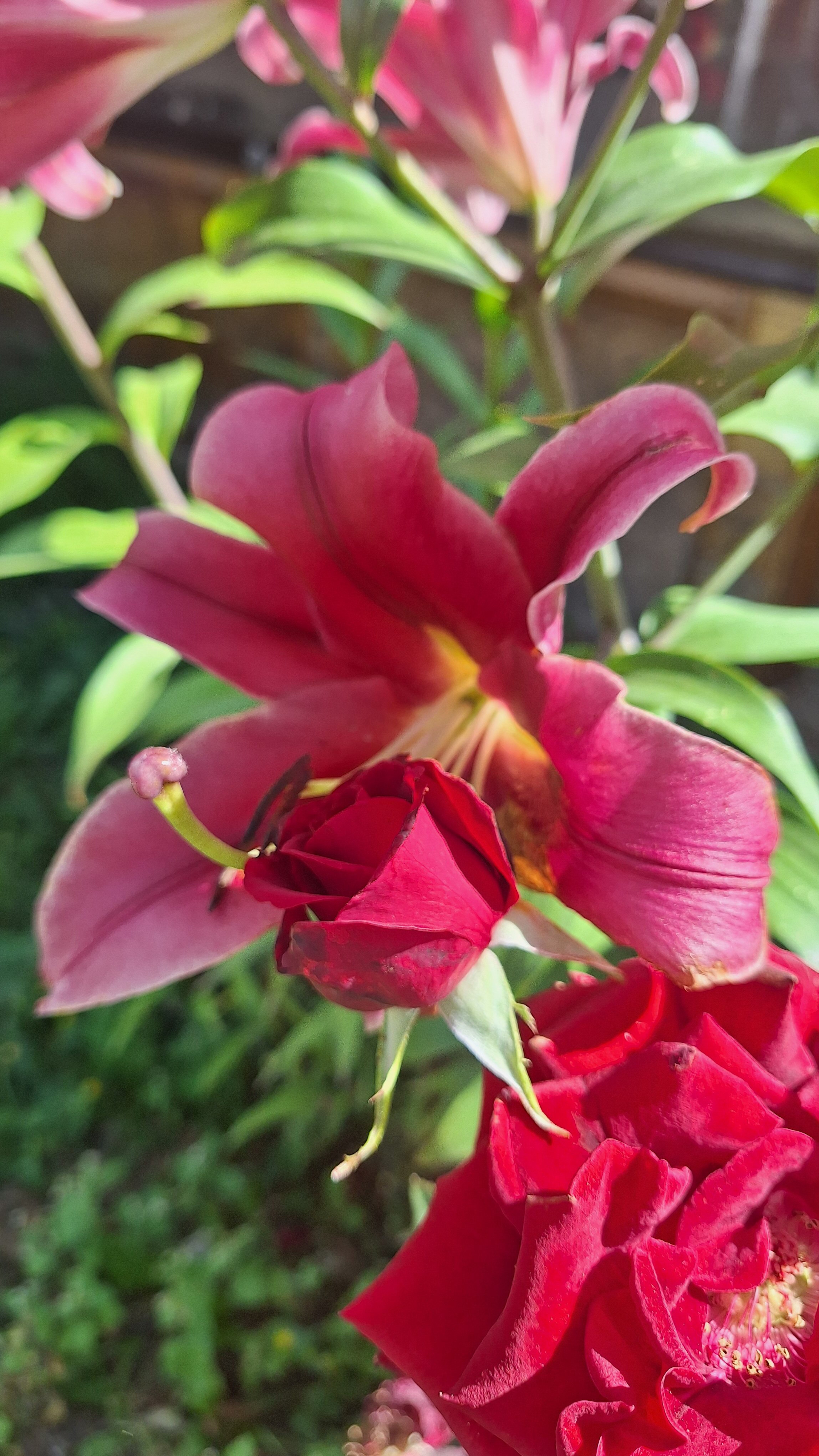 Фото Сосновый рай