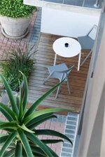 Фото Wink Quiver Tree