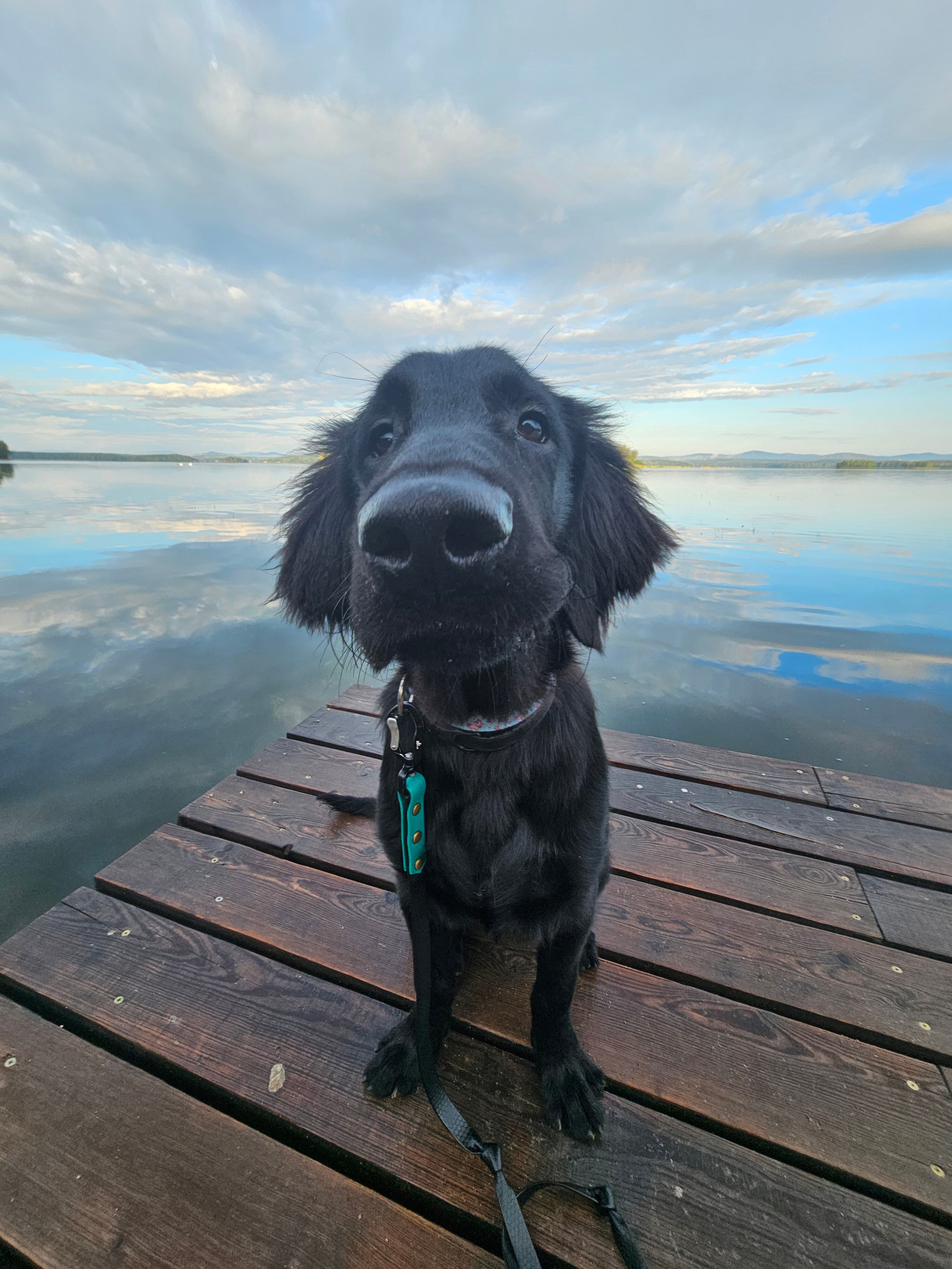 Фото Светлячок