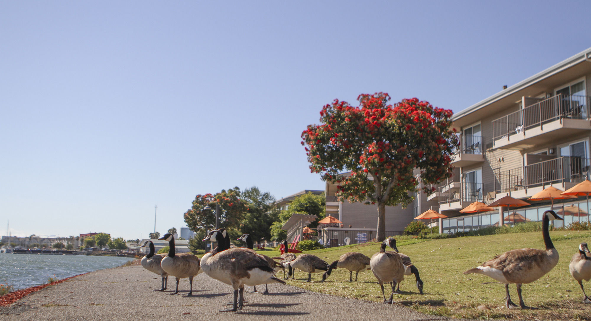 Фото Best Western Plus Bayside Hotel