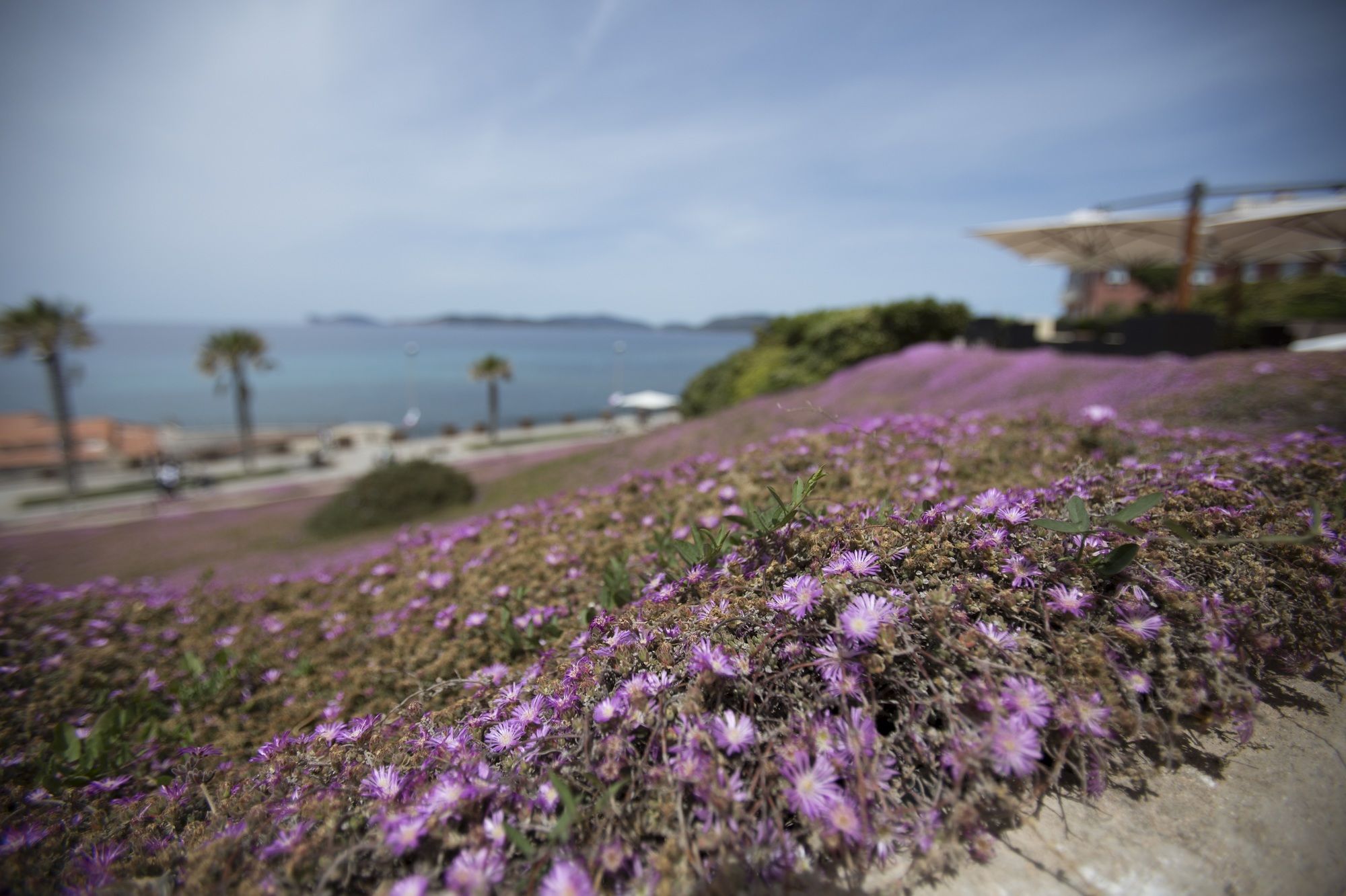 Фото Villa Mosca