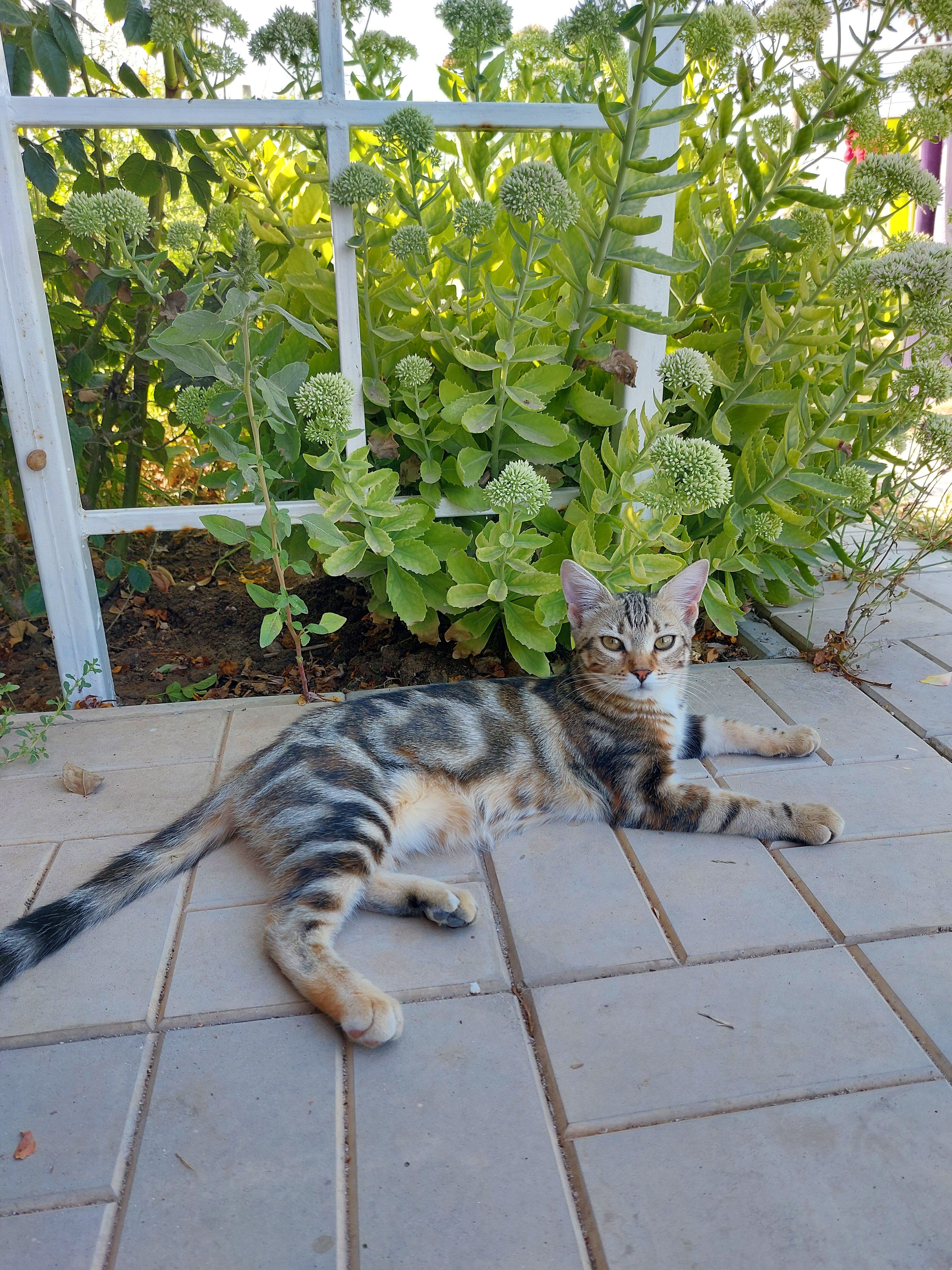 Фото Парма хутор