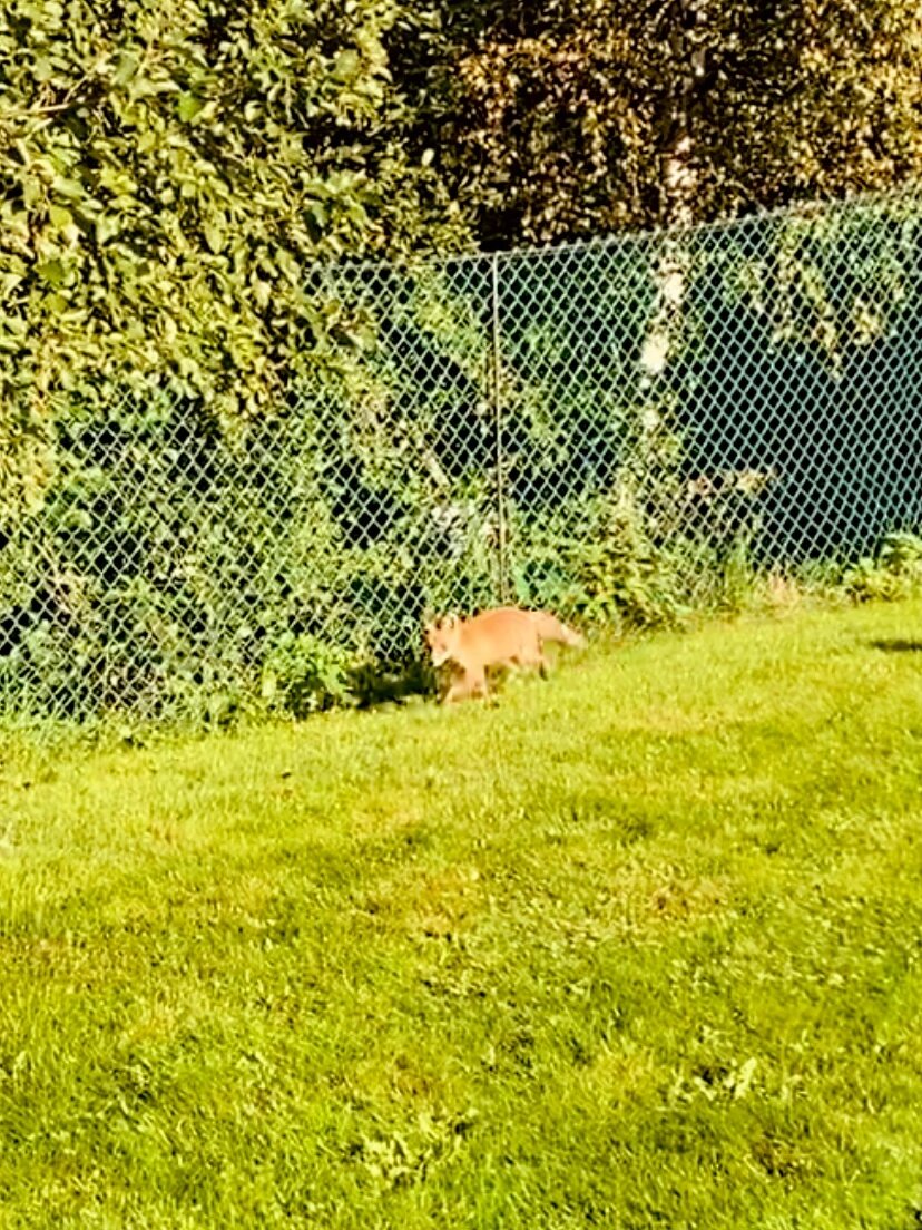 Фото Ласточкино гнездо