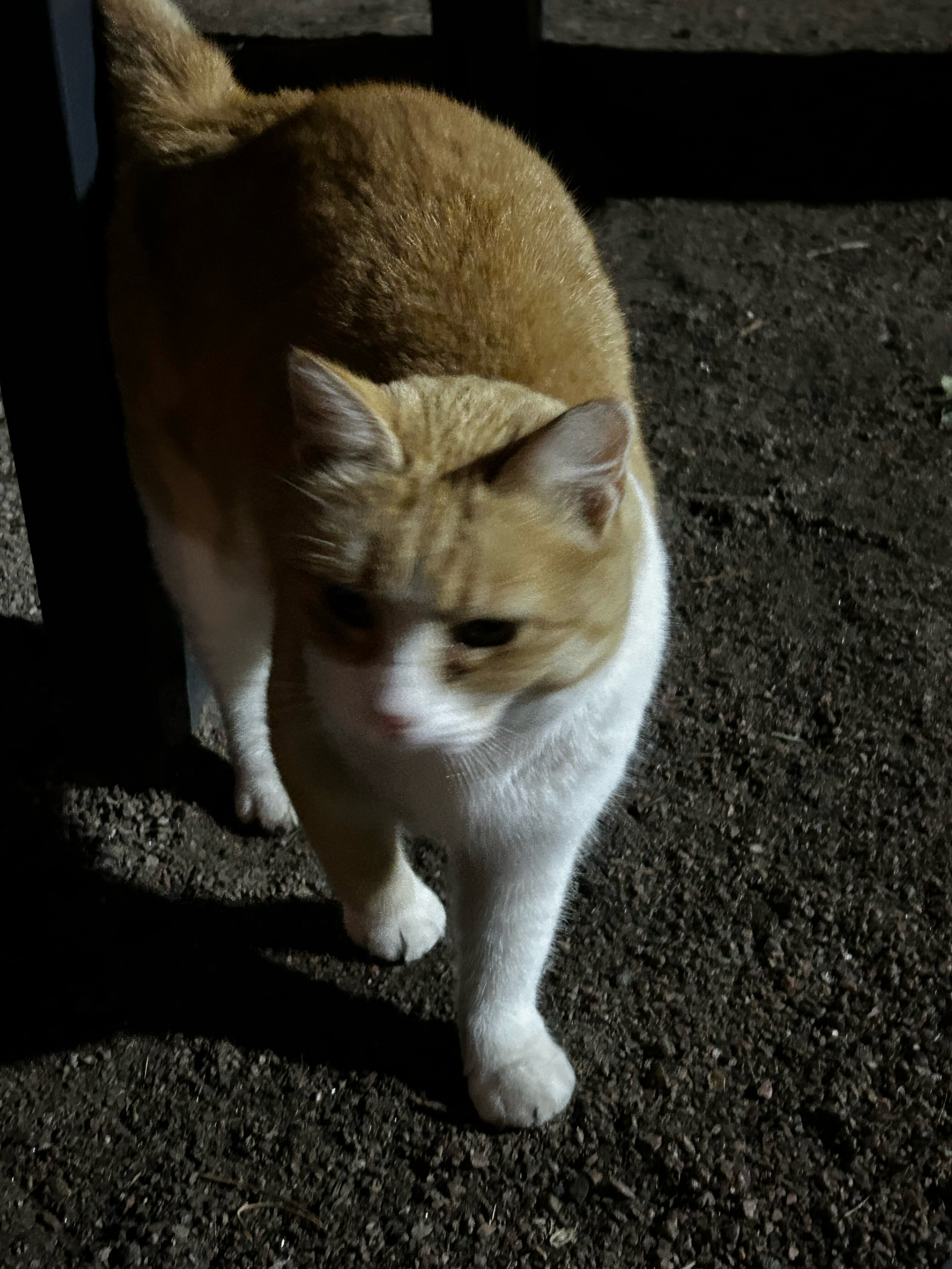 Фото Дом-студия Fox nose