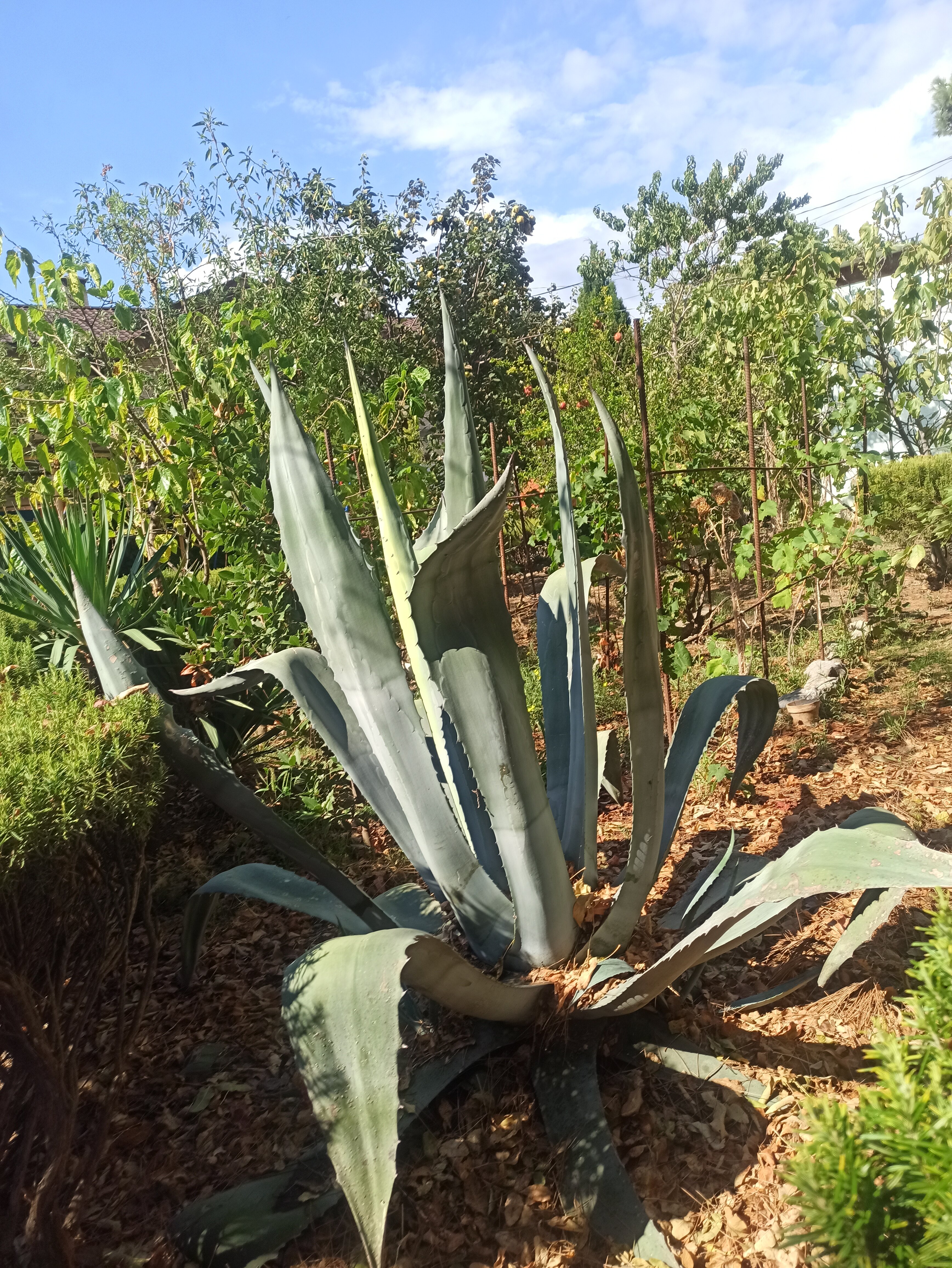 Фото Лесной уют