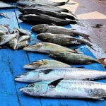 Beken Food and Aquatic Products Industry (İzmir, Bornova, 6106/4 Sok., 46A), fish and seafood