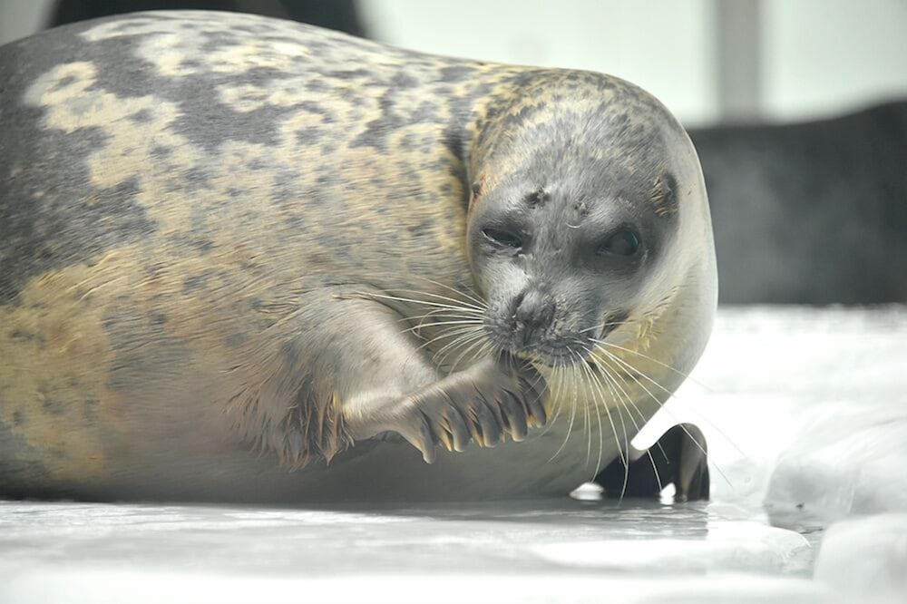 Фото Sakura Sands Hotel