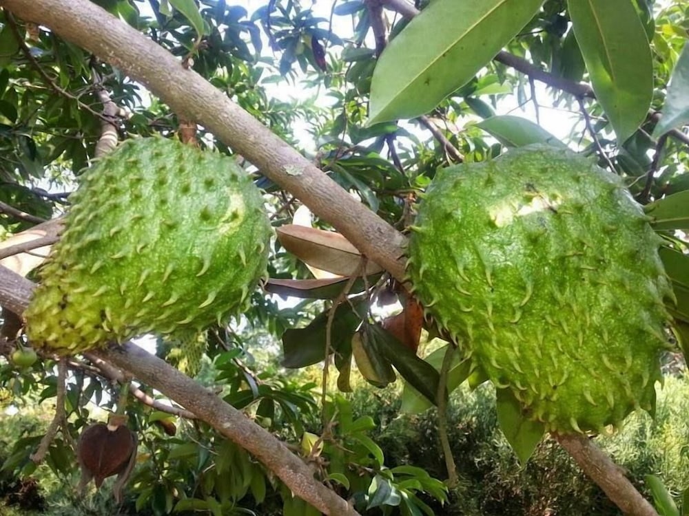 Фото Brownstone Country Home Lira Uganda