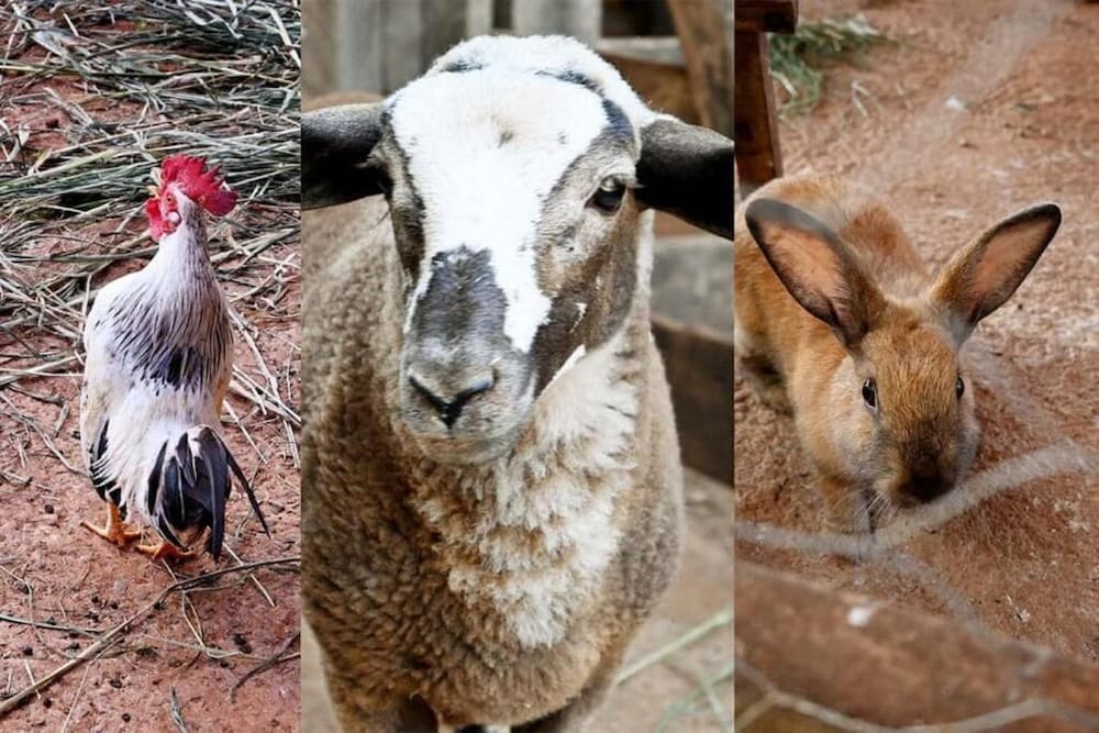 Фото Botânico Hotel Fazenda e SPA