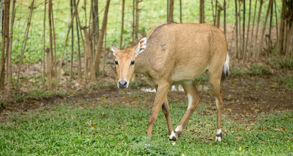 Фото Resort Huangchui Baan Phu Khao