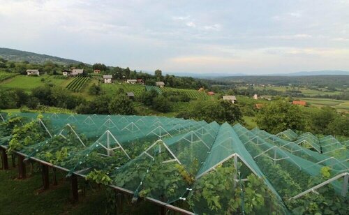 Гостиница Vineyard Cottage Stepan