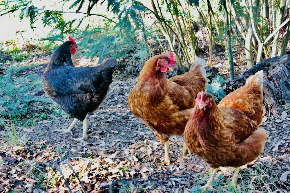 Фото Masia Mimosa