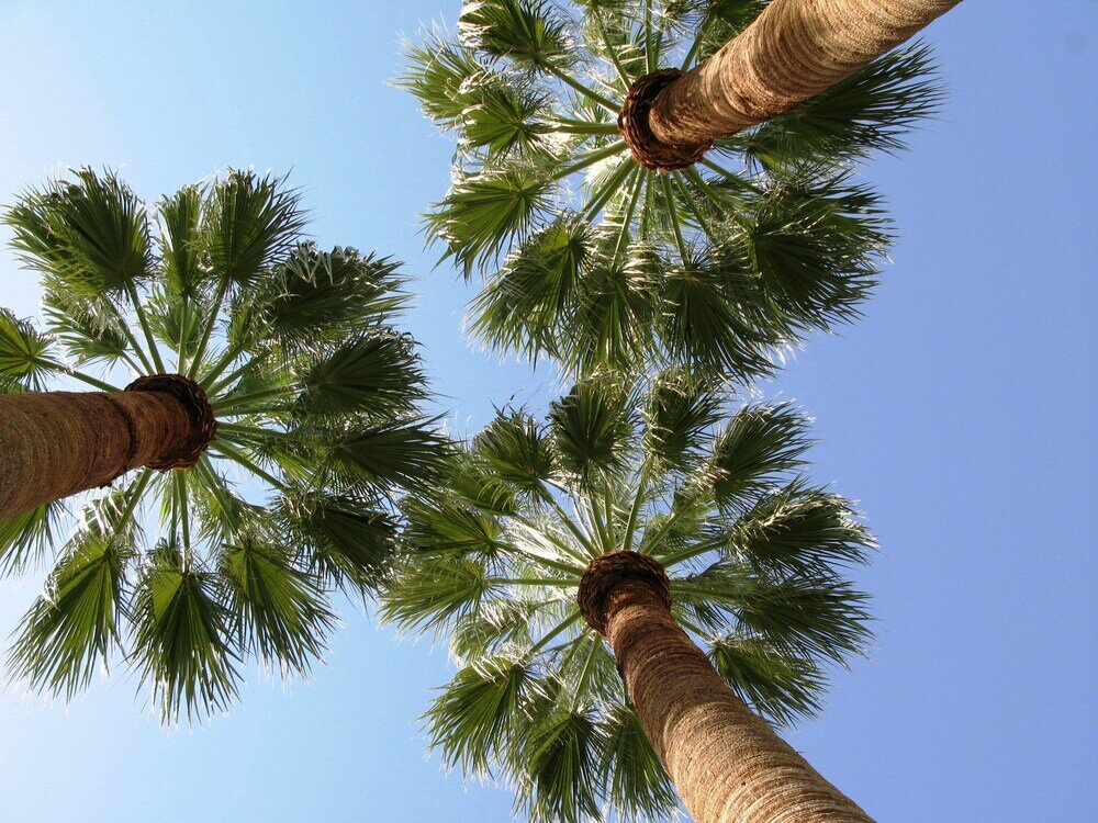 Фото Villa Le Tre Palme