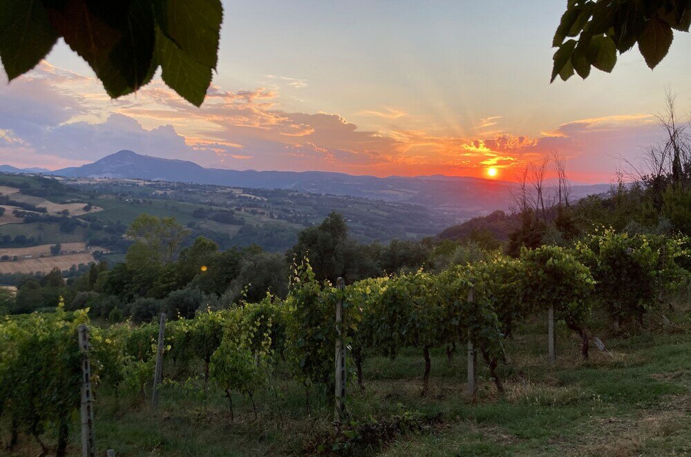 Фото Villa Verdicchio - B&b for winelovers