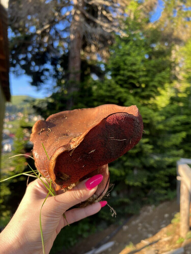 Фото Бахмаро