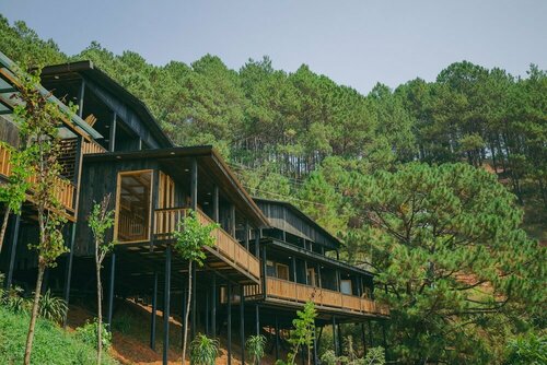 Lavender Dalat