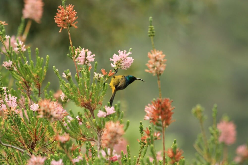 Фото Elephants Footprint Lodge