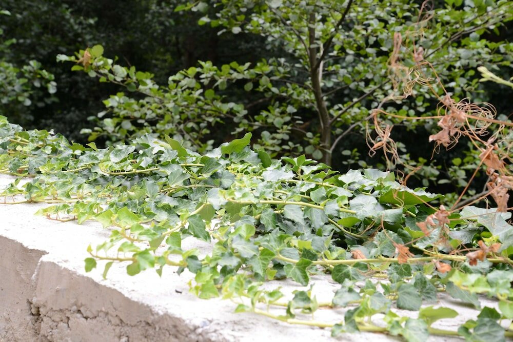 Фото El Rincón de Limés