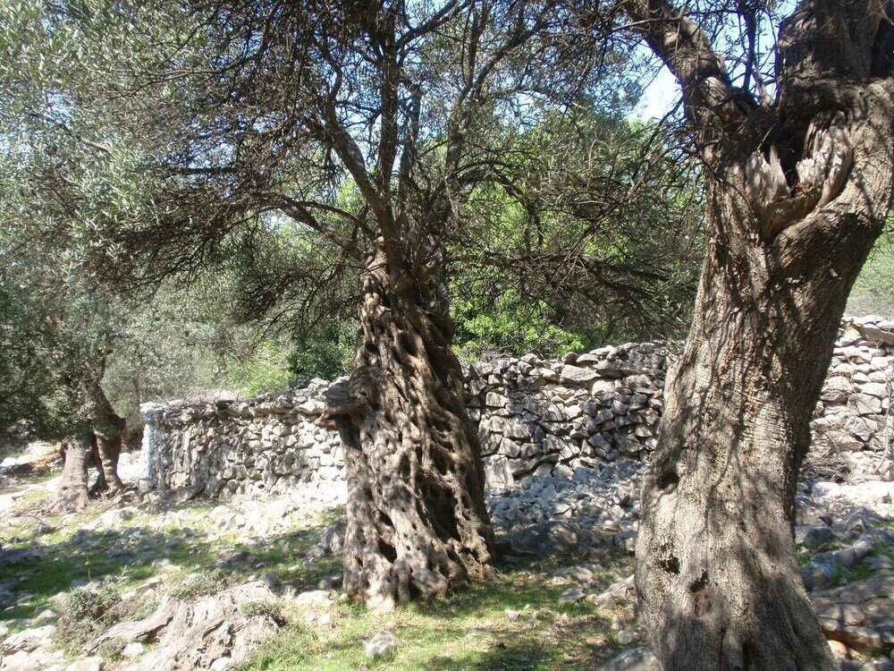 Фото Ivan - 15 m From Beach - A1