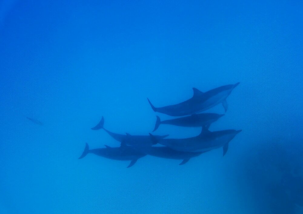 Фото Adroit Beach Inn